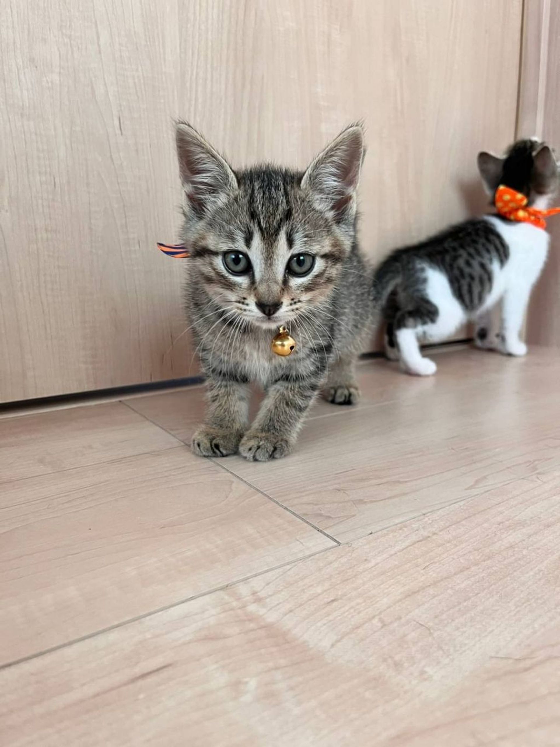 雑種（ミックス猫）・オスの里親募集の写真