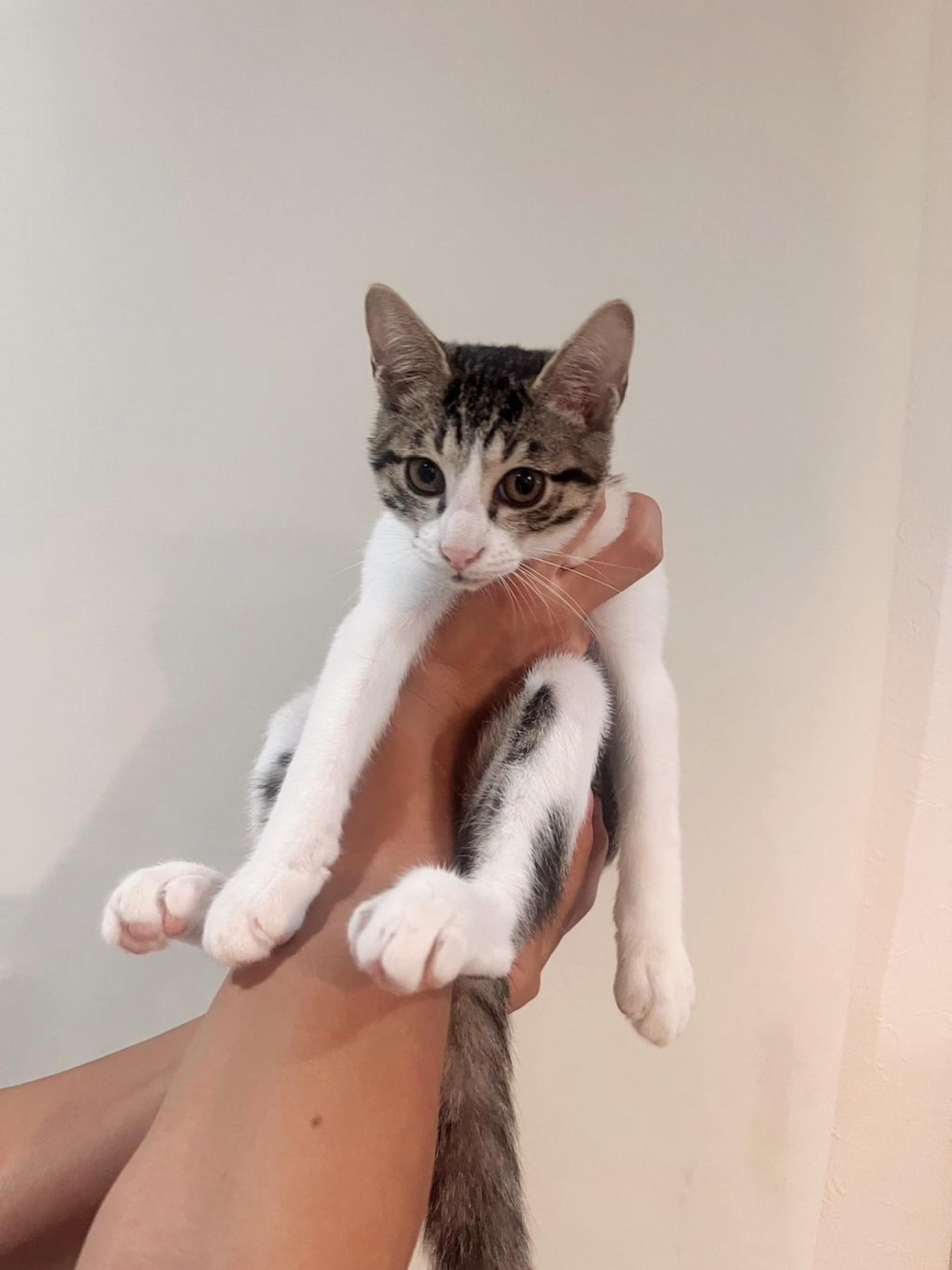 pet-image-5