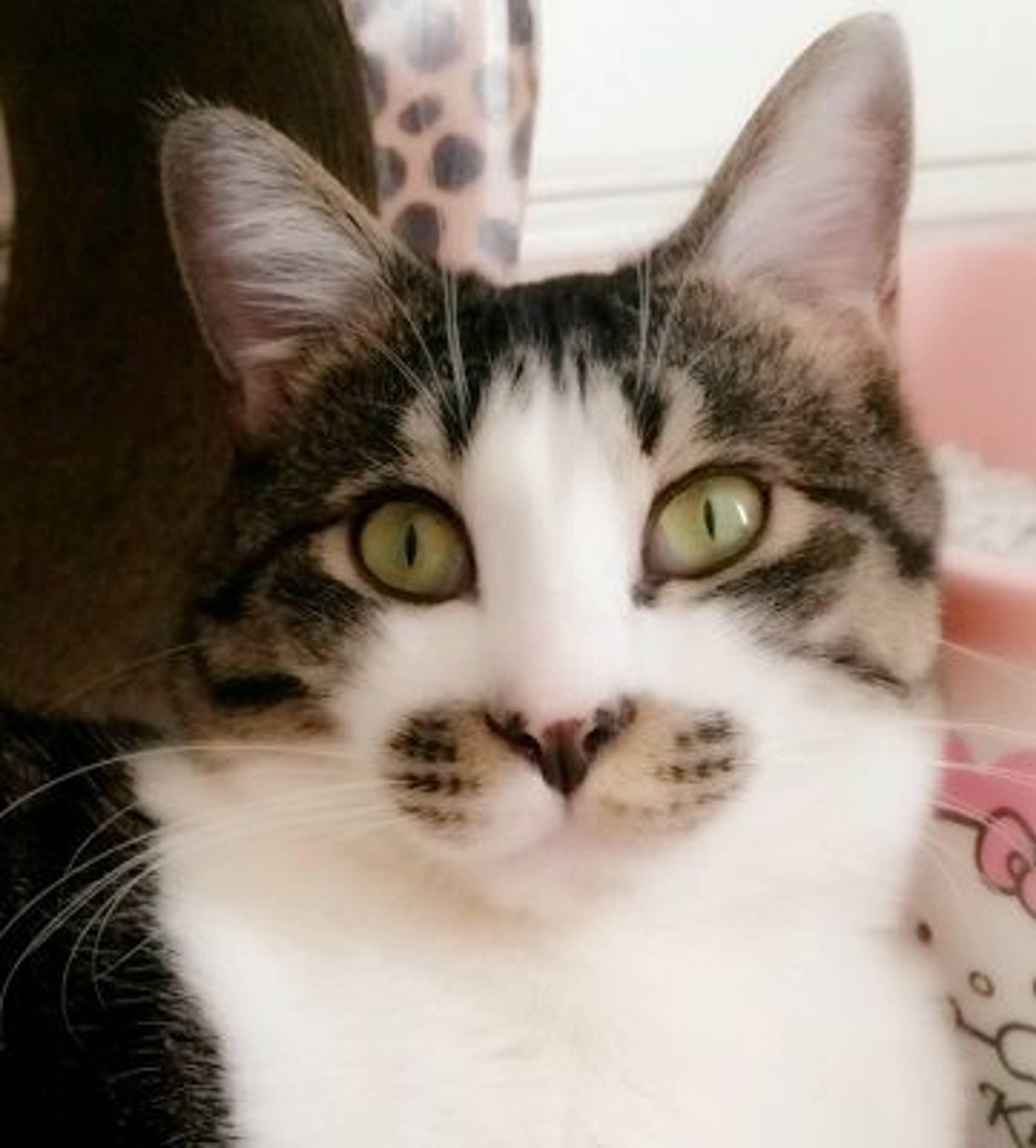 雑種（ミックス猫）・オスの里親募集の写真