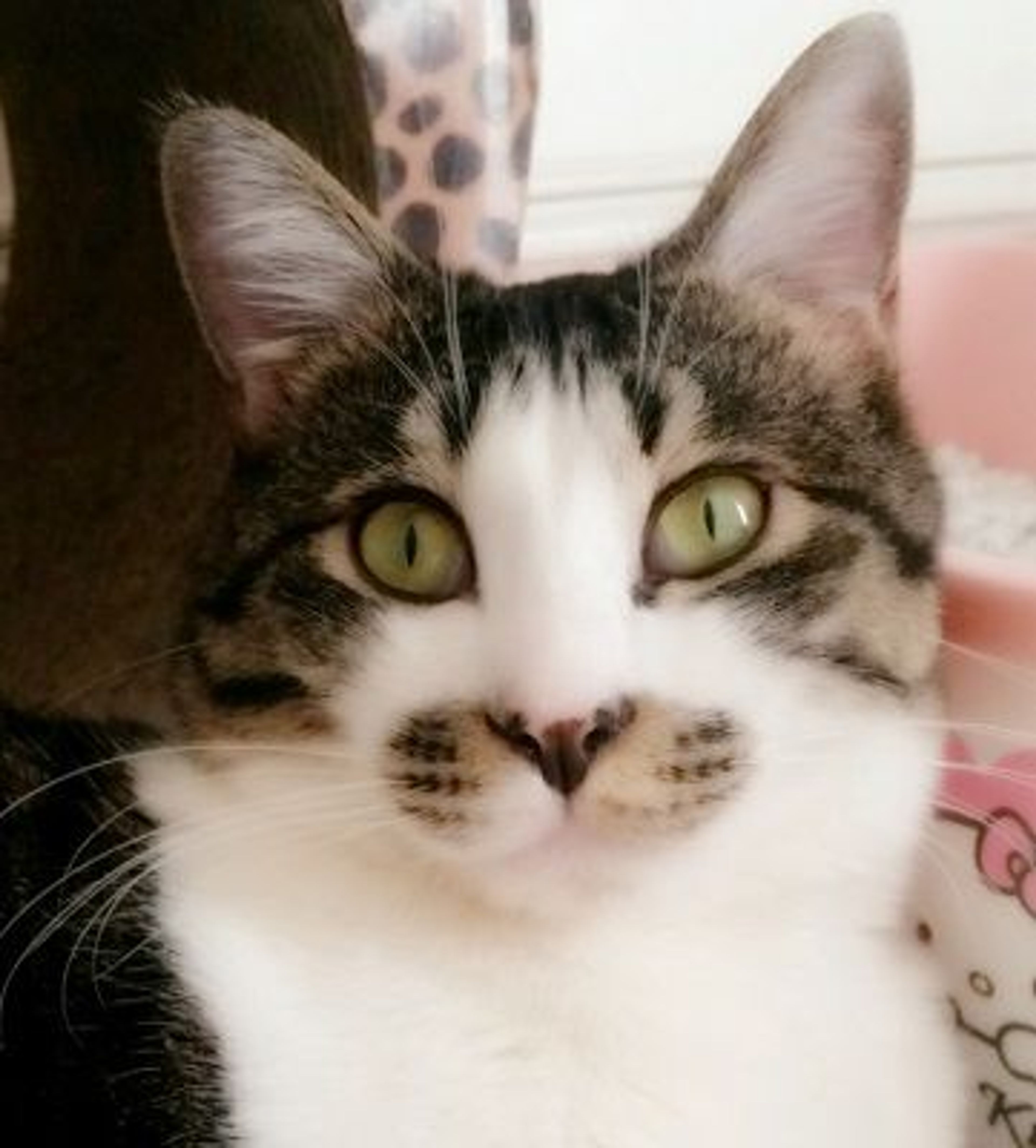 雑種（ミックス猫）・オスの里親募集の写真