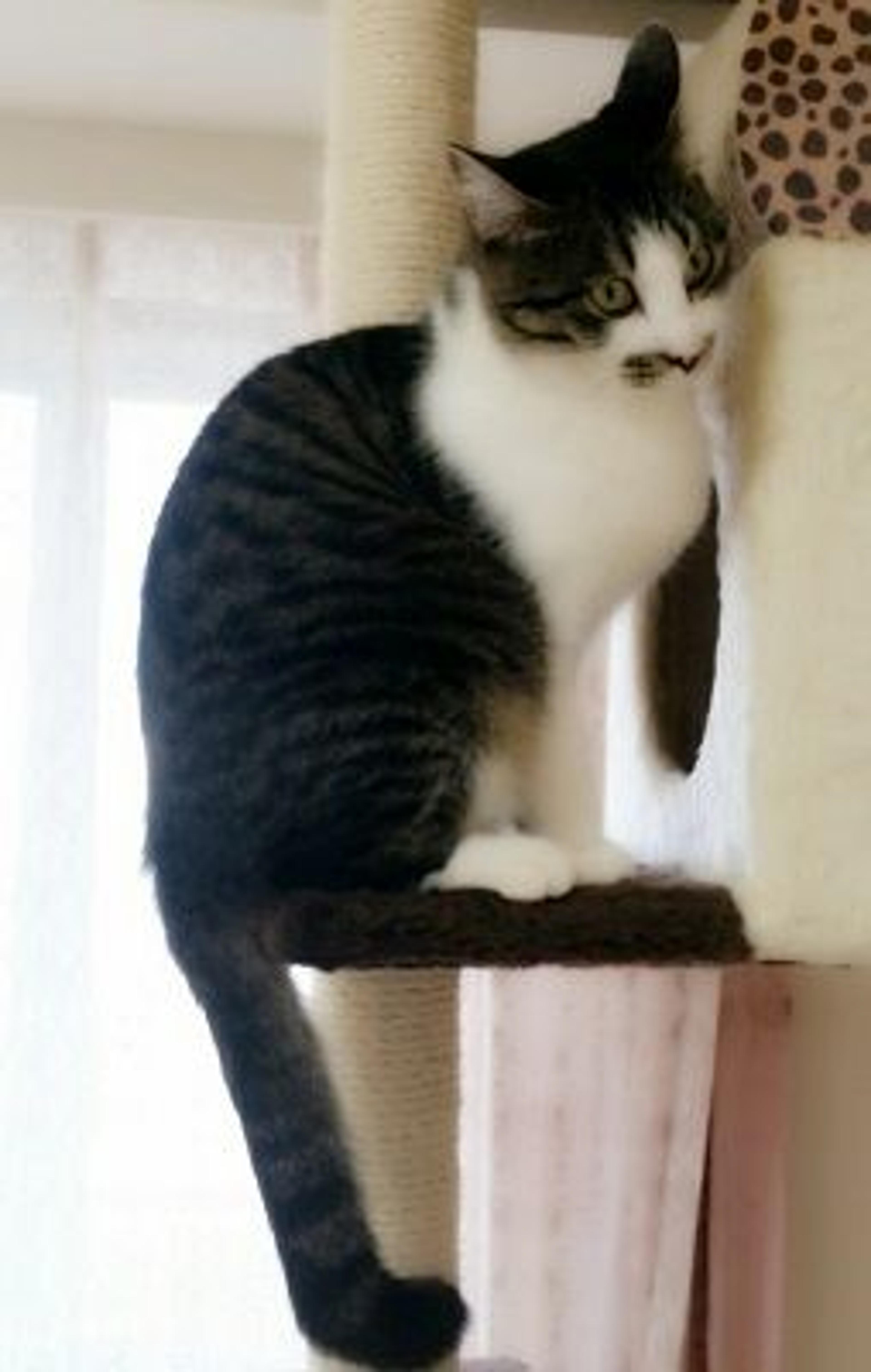 pet-image-2