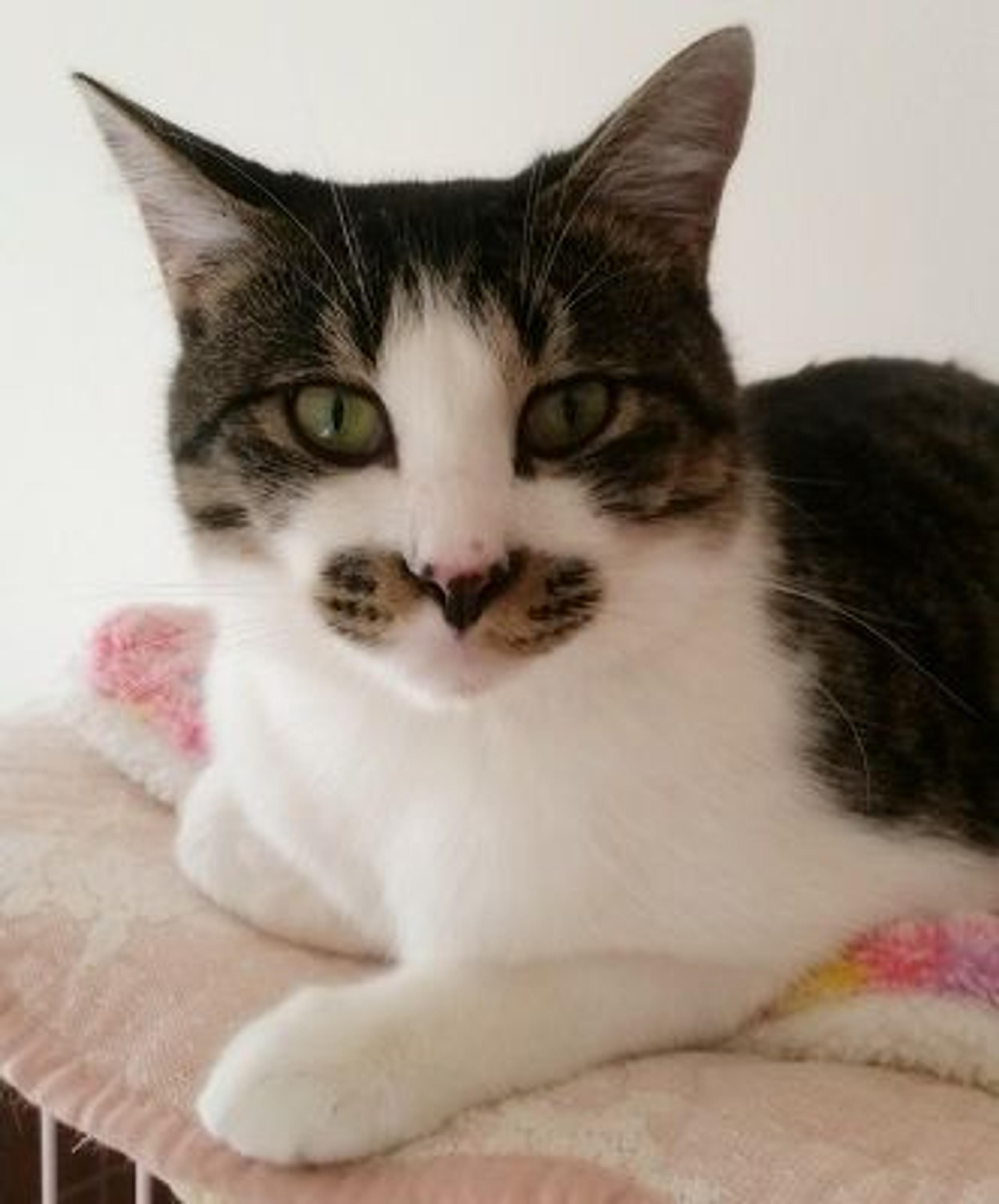 pet-image-3