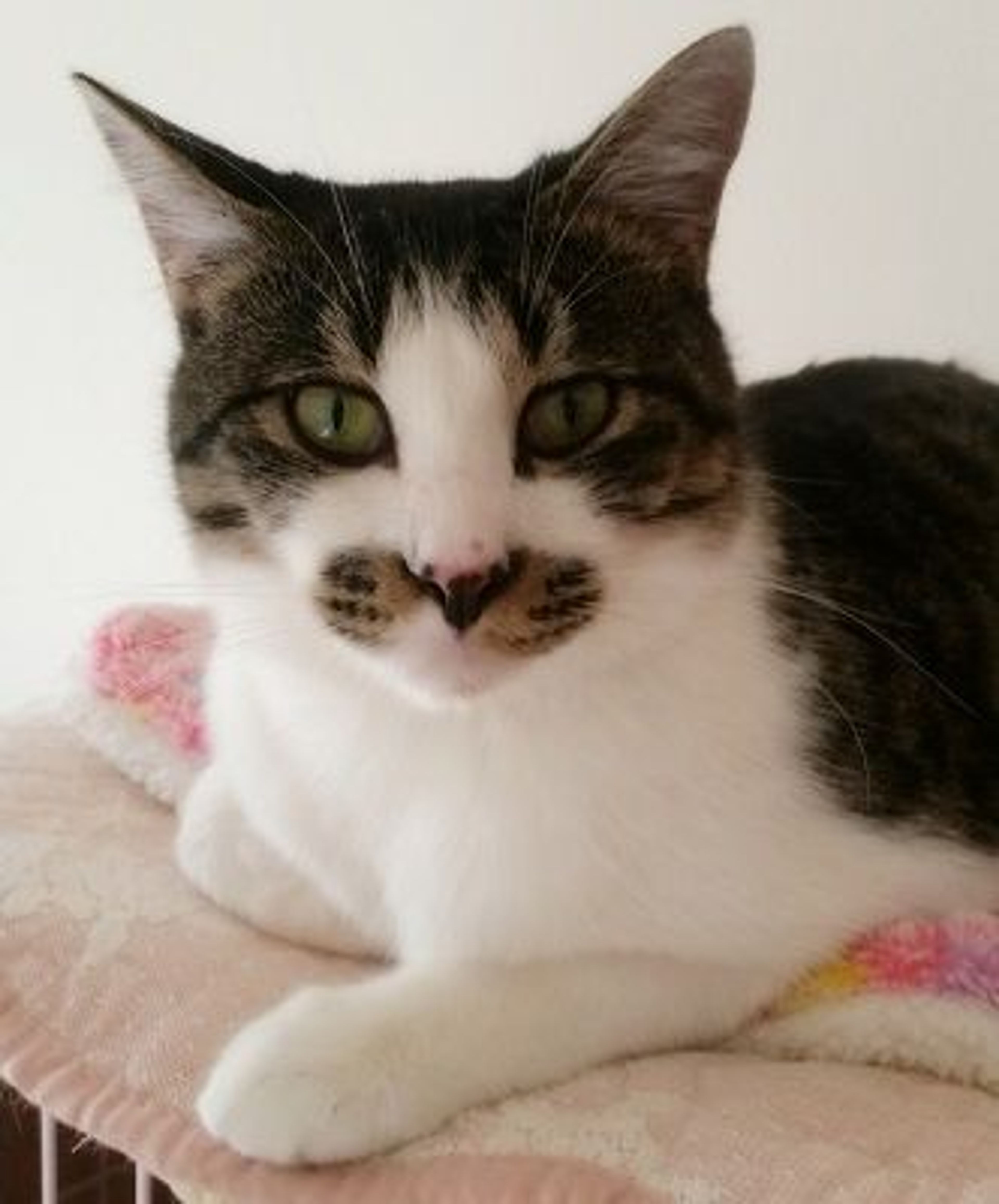 pet-image-3