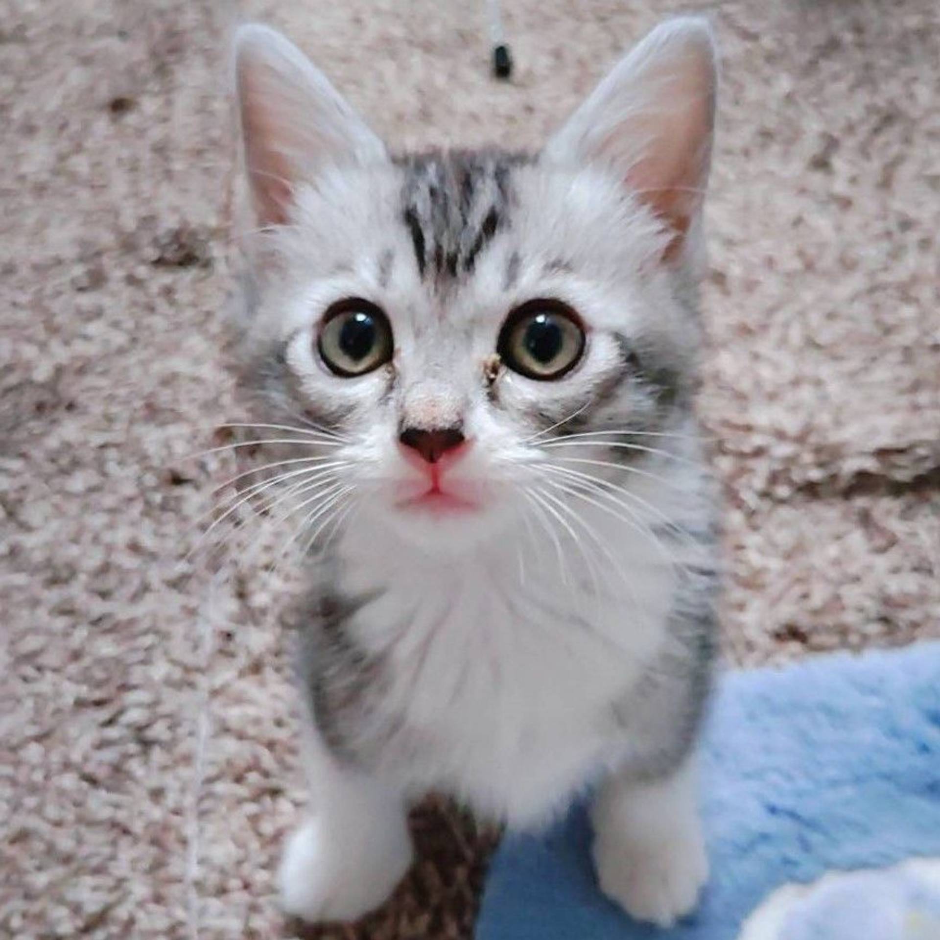 雑種（ミックス猫）・メスの里親募集の写真