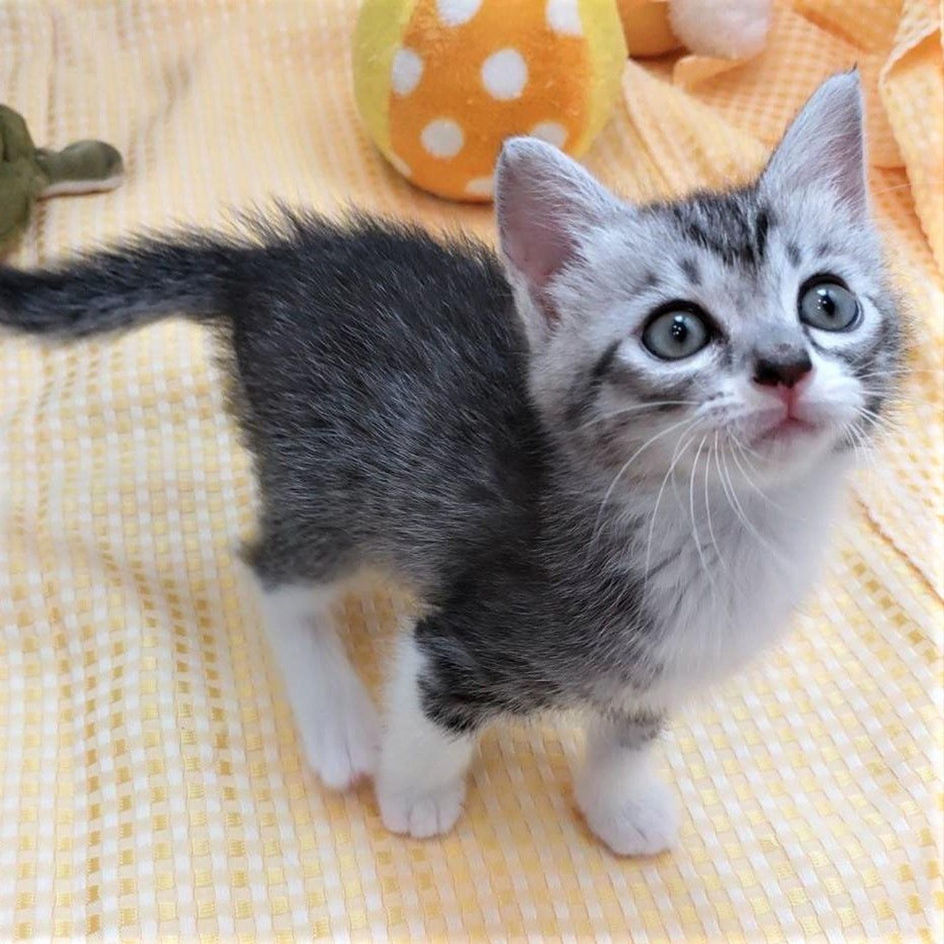 pet-image-3