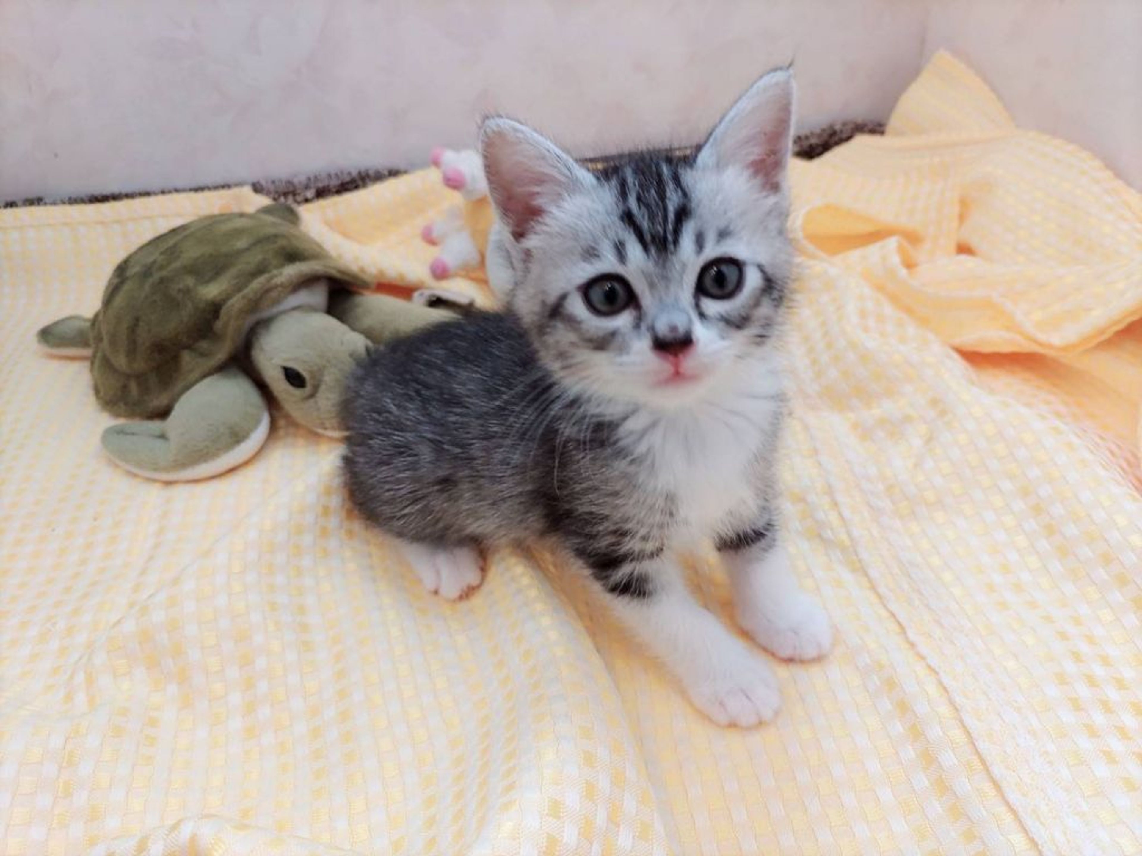 pet-image-5