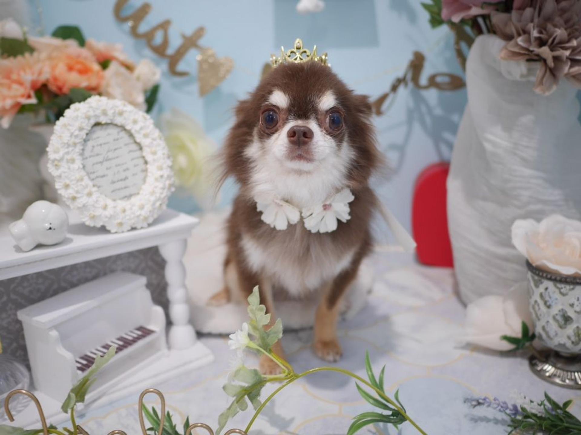 pet-image-2