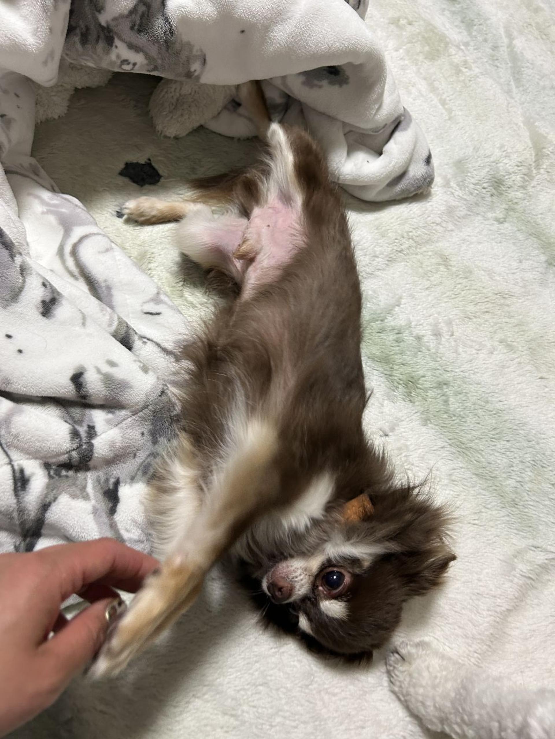 pet-image-4