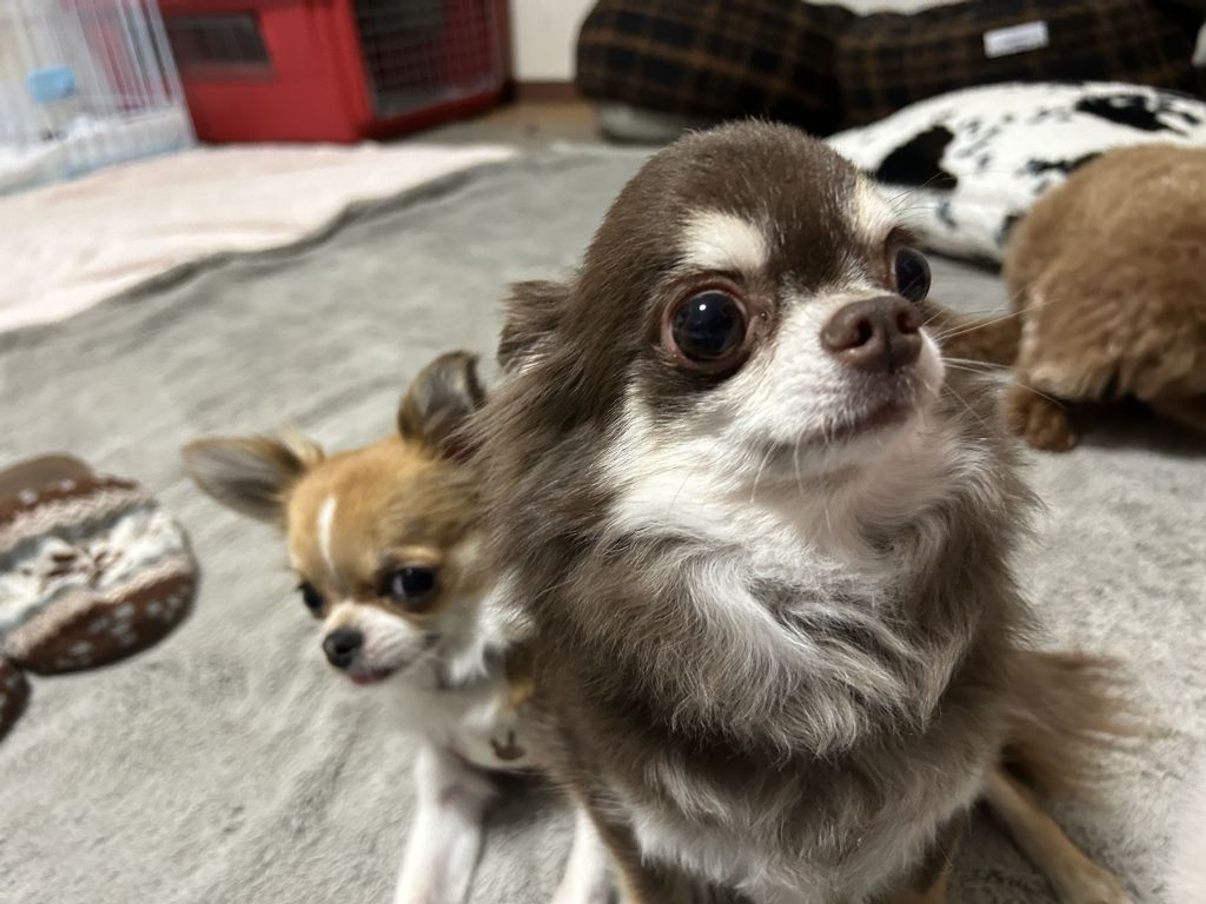 pet-image-5