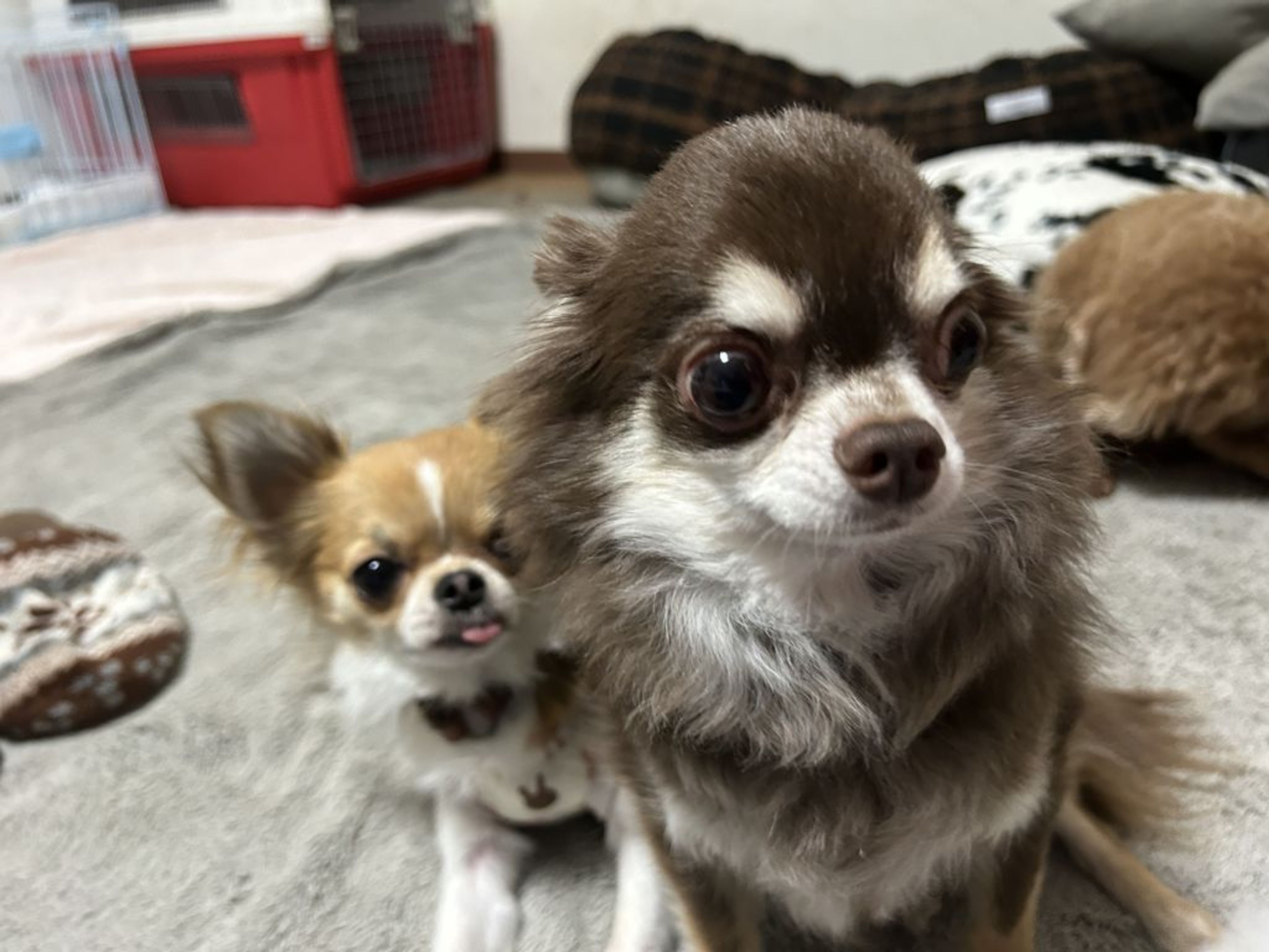 pet-image-7