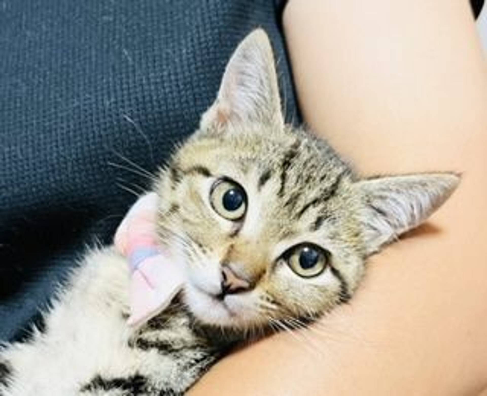 雑種（ミックス猫）・メスの里親募集の写真