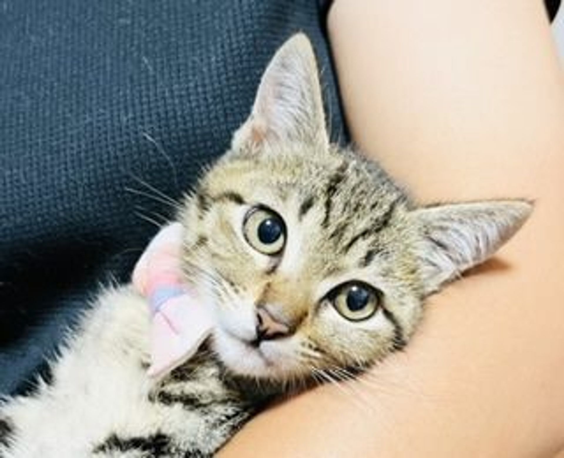 雑種（ミックス猫）・メスの里親募集の写真