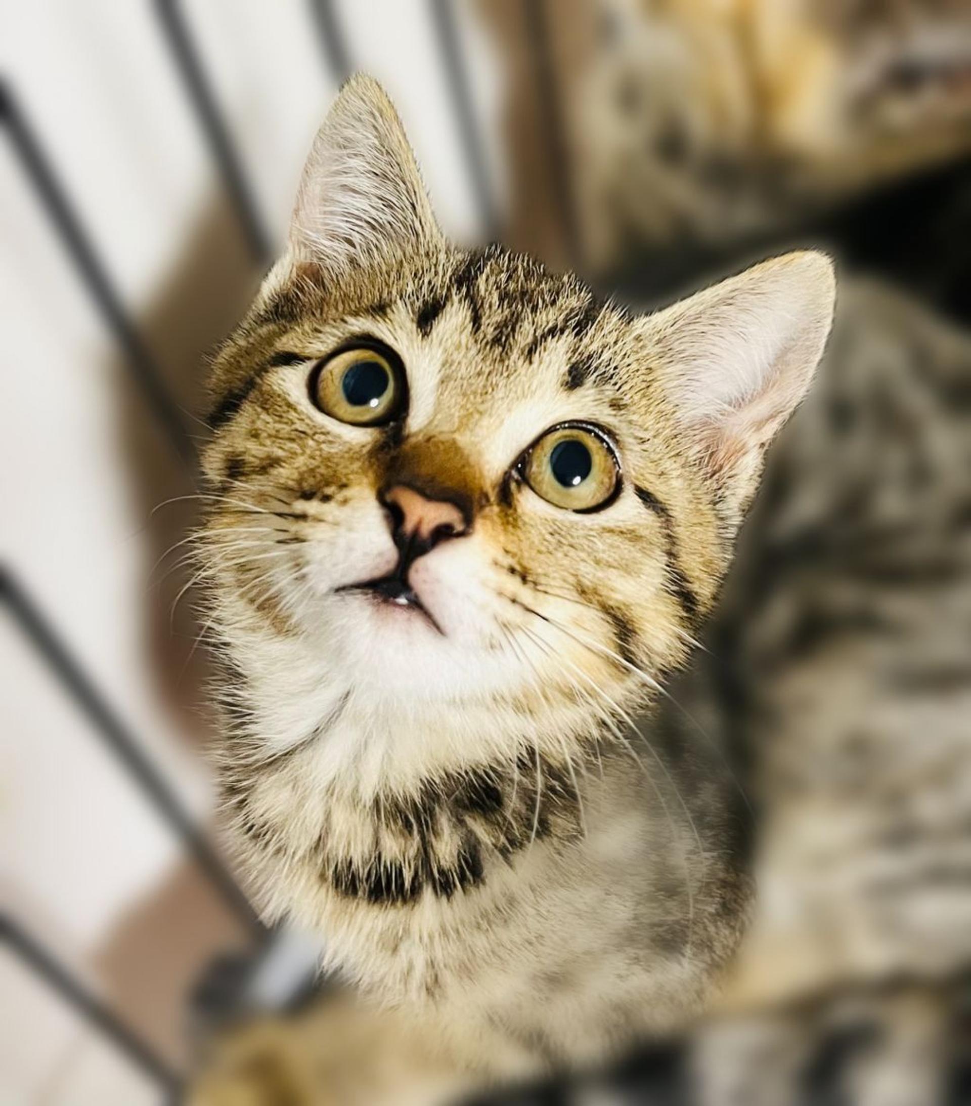 pet-image-5