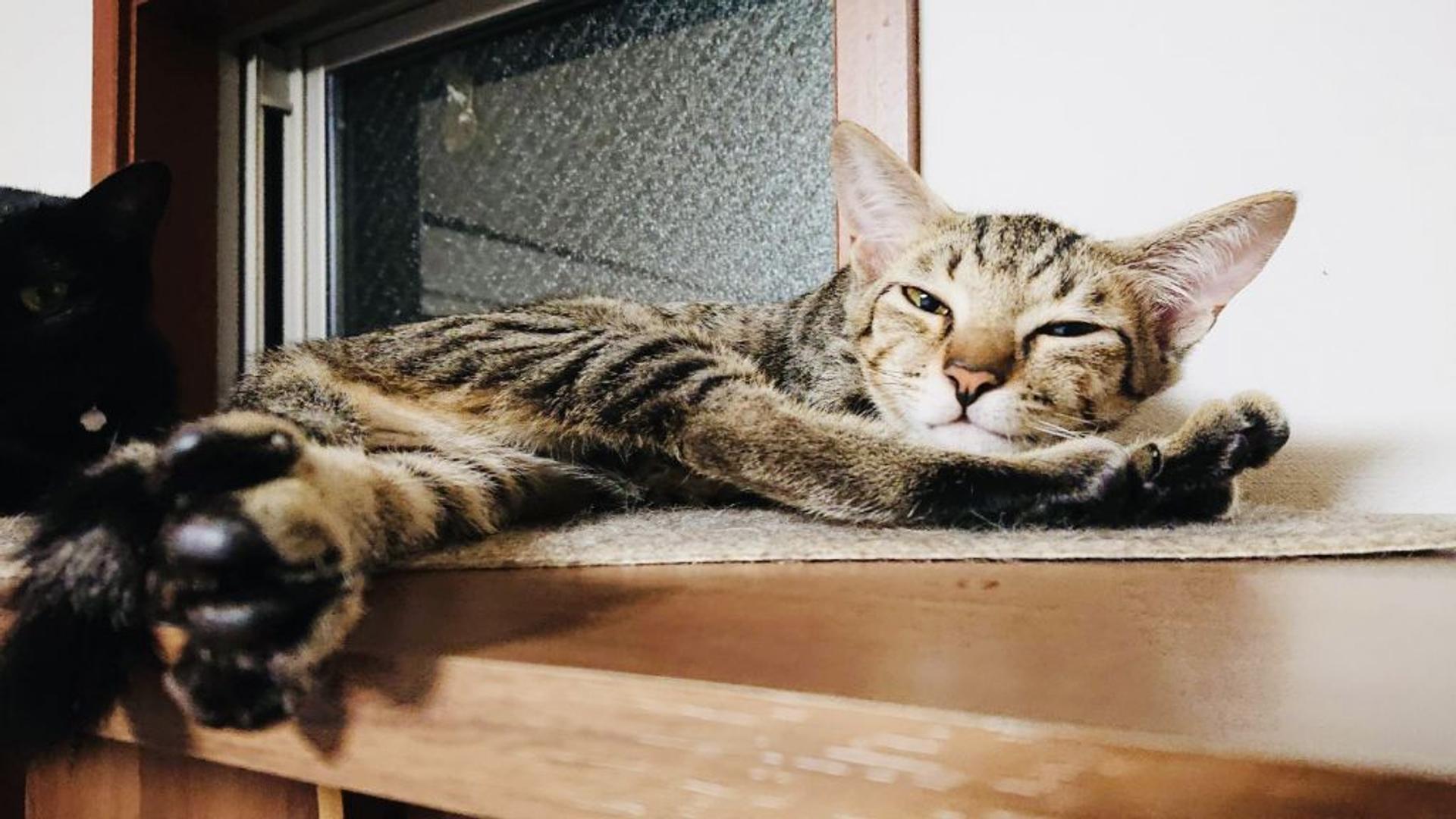 pet-image-2