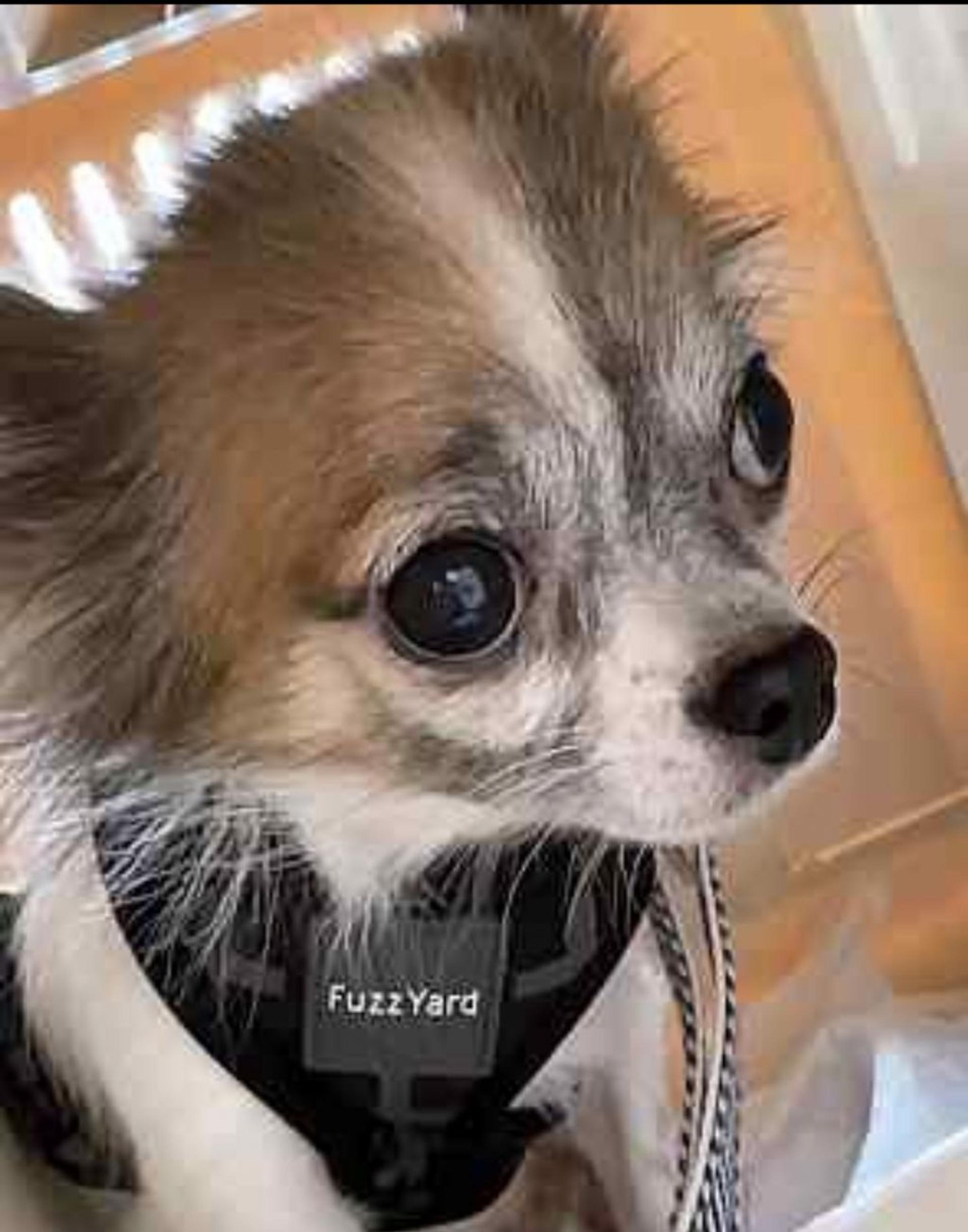 pet-image-3