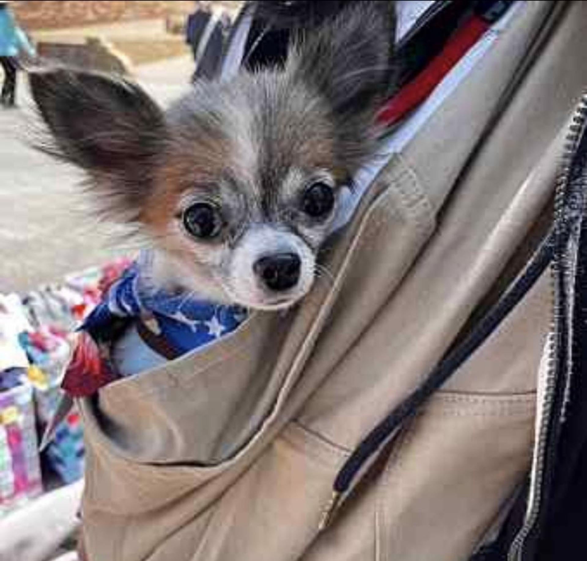 pet-image-4