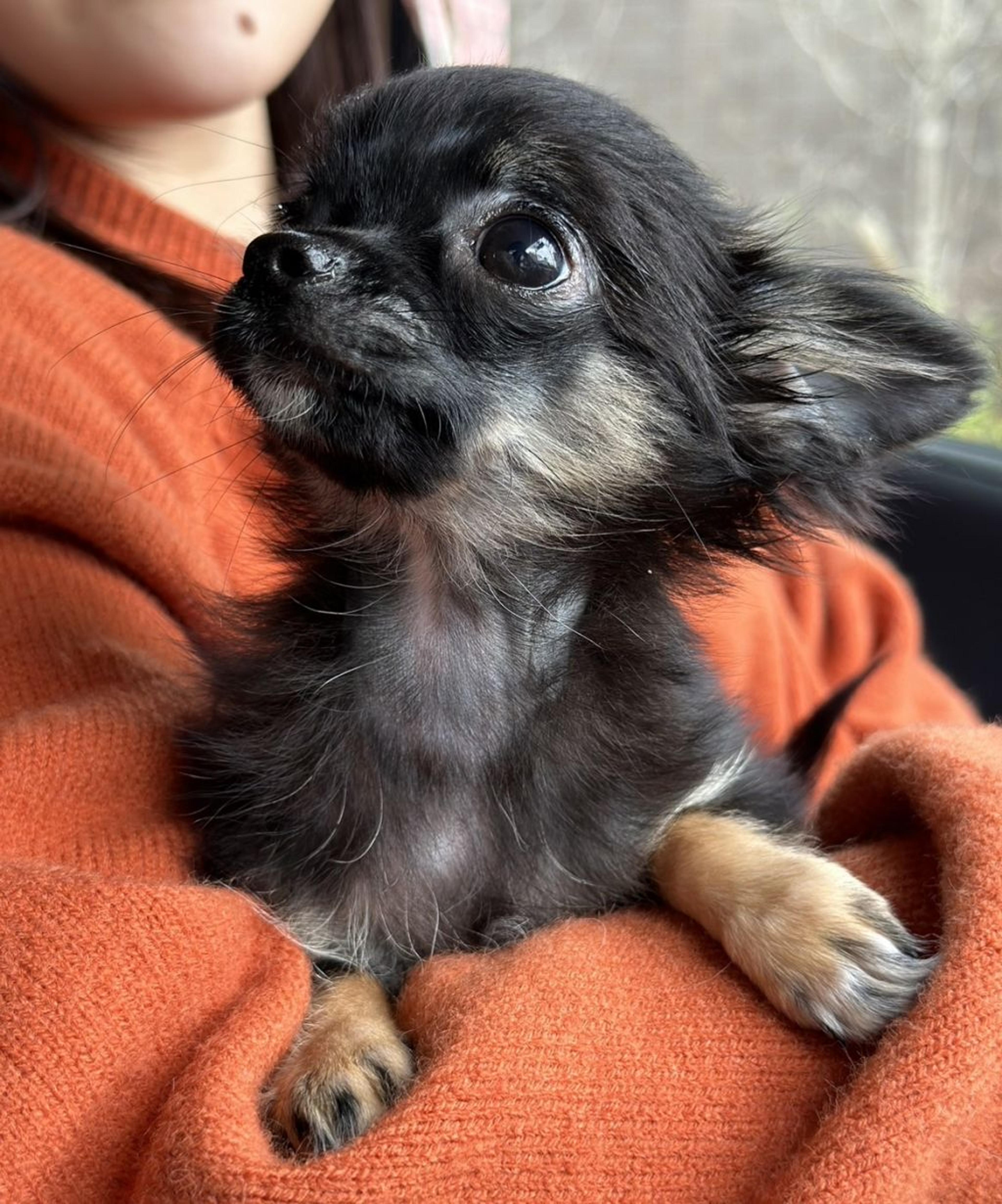 pet-image-2