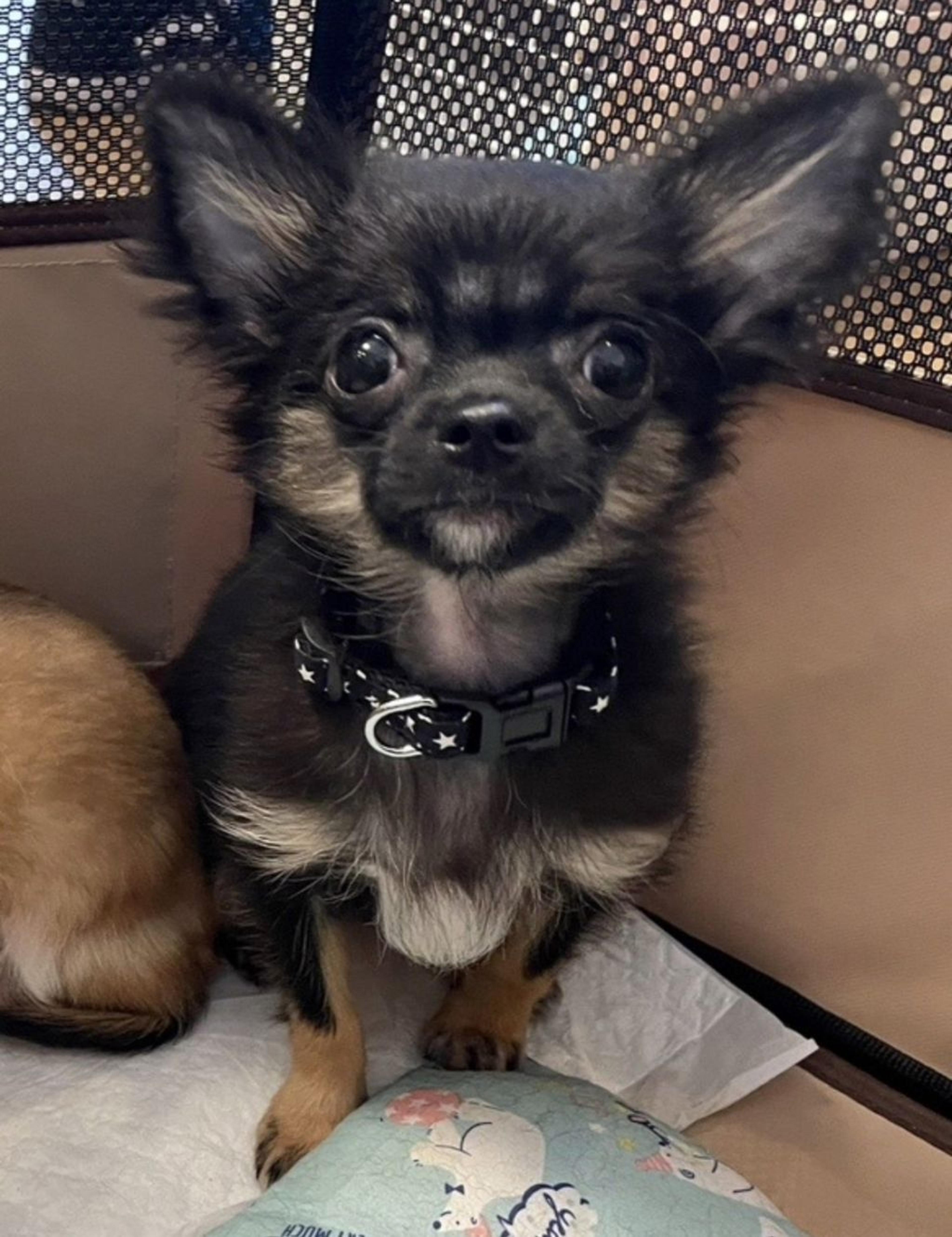 pet-image-4