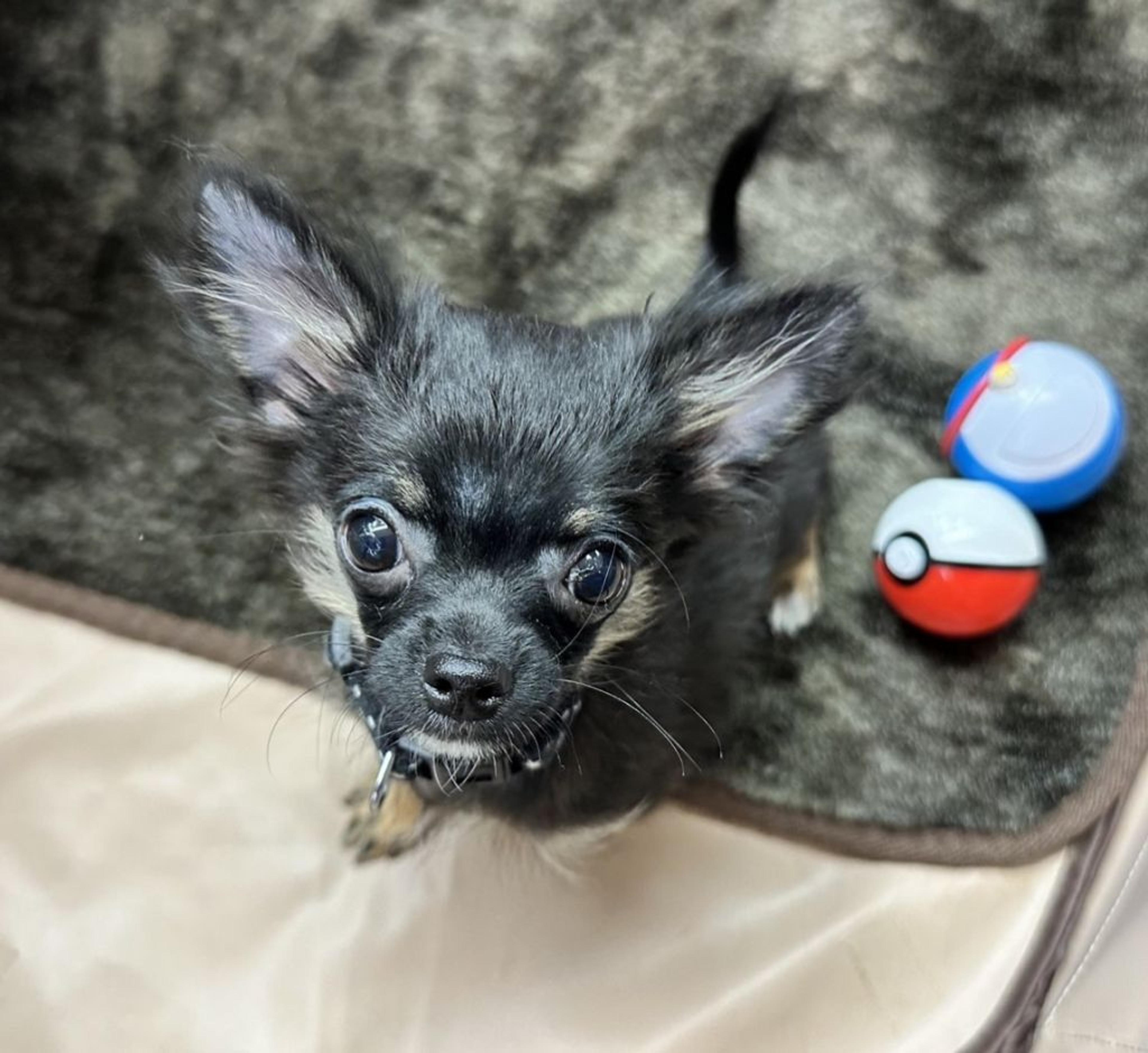 pet-image-6