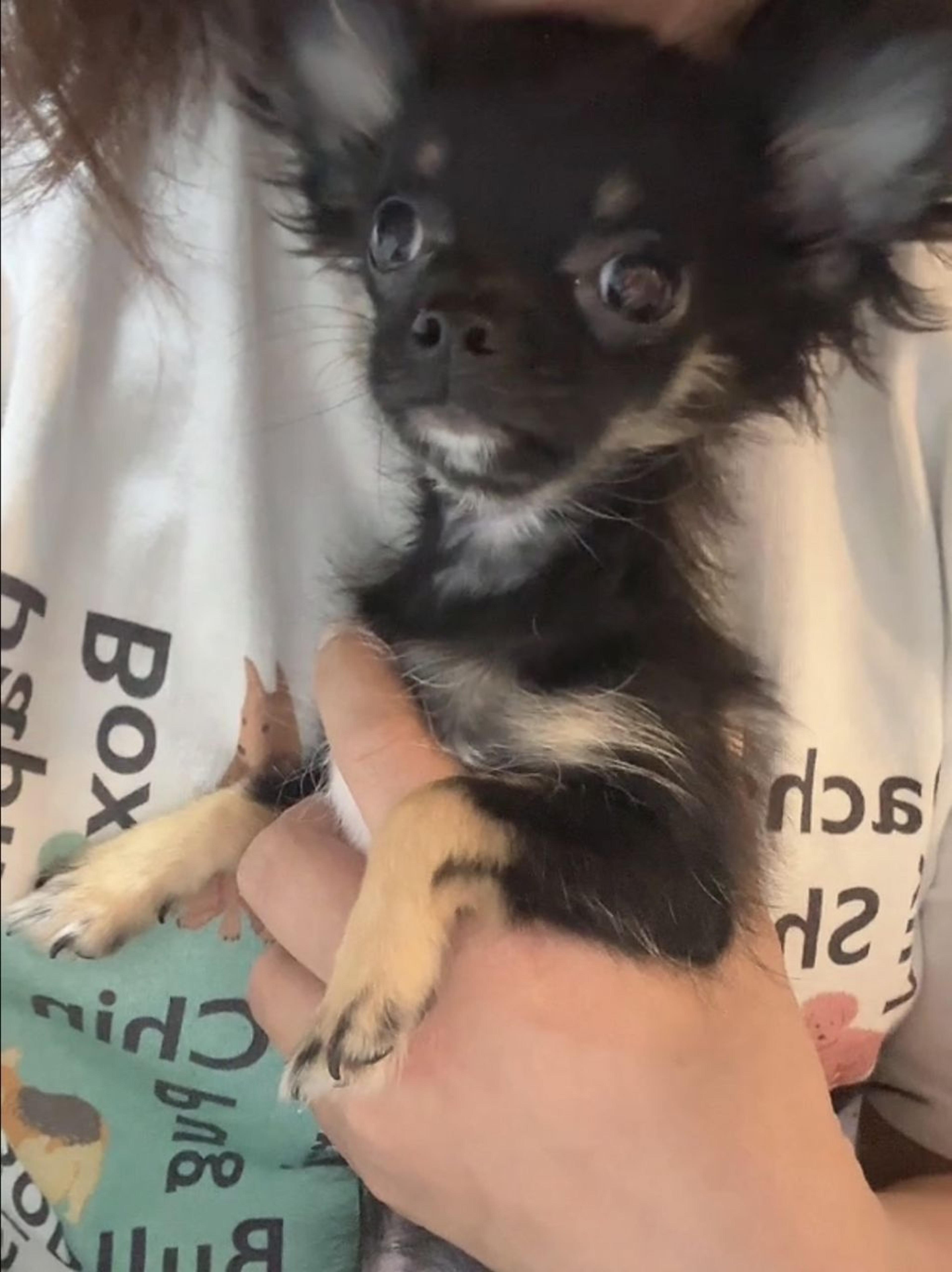 pet-image-8