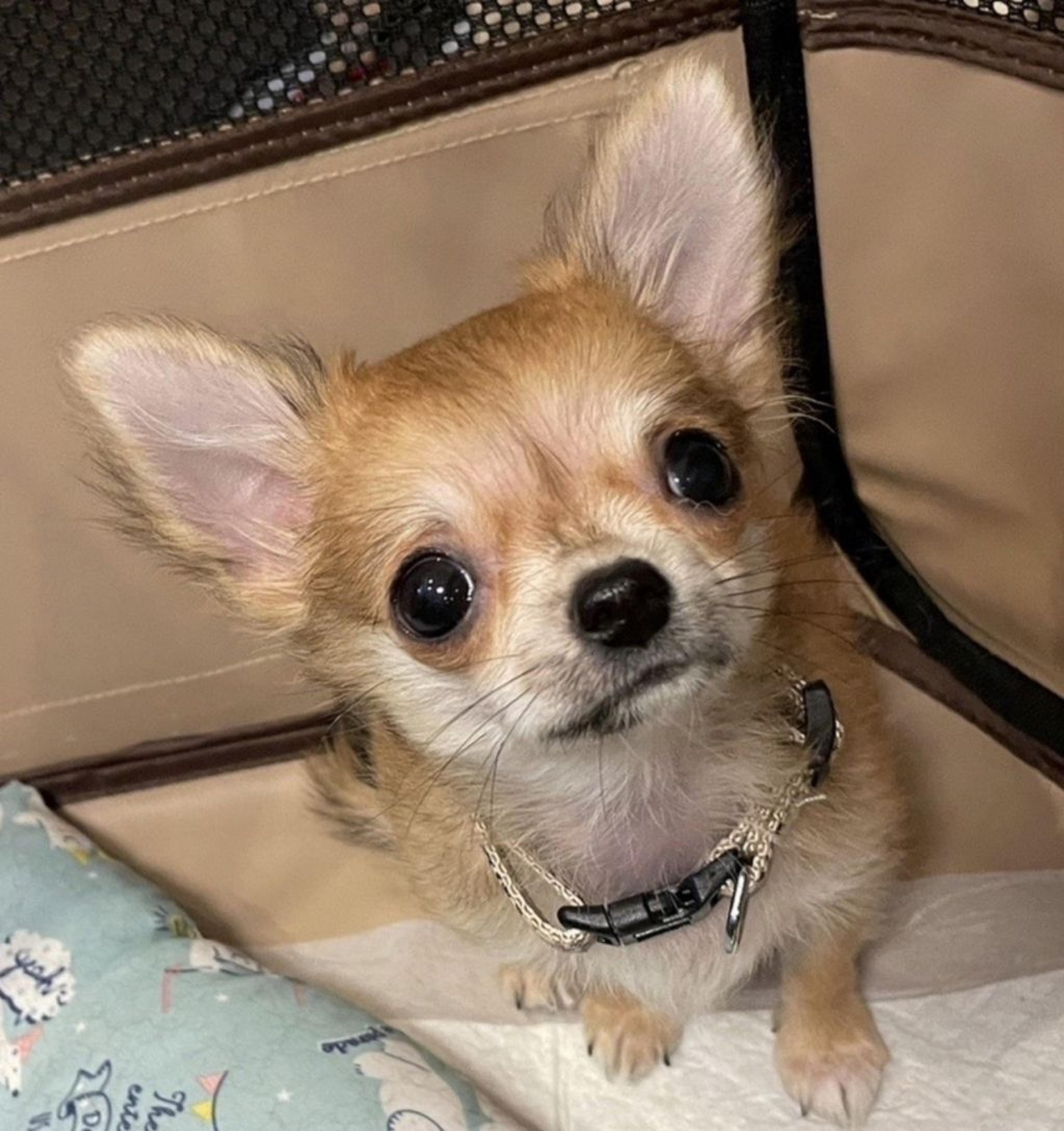 pet-image-2
