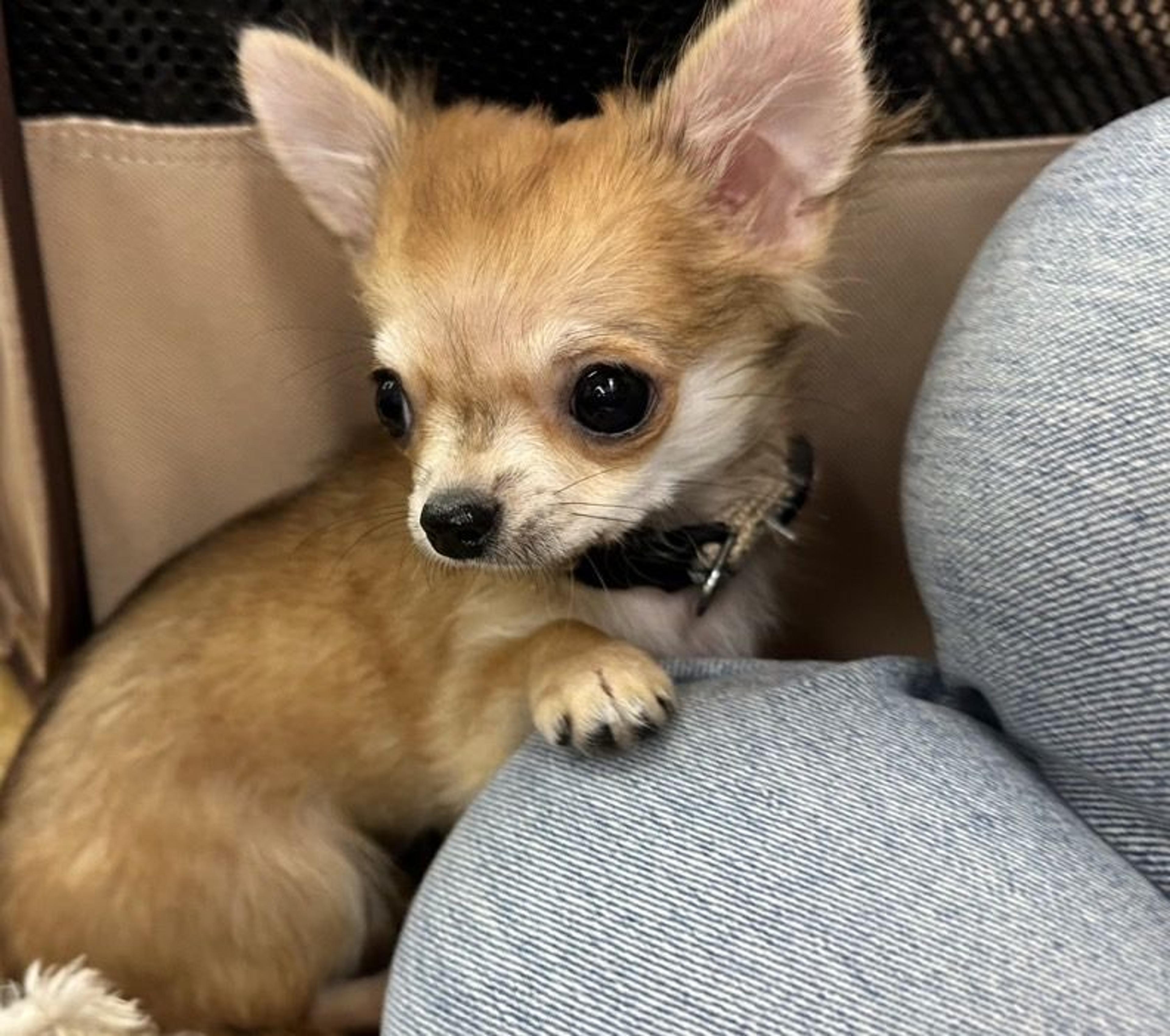 pet-image-3