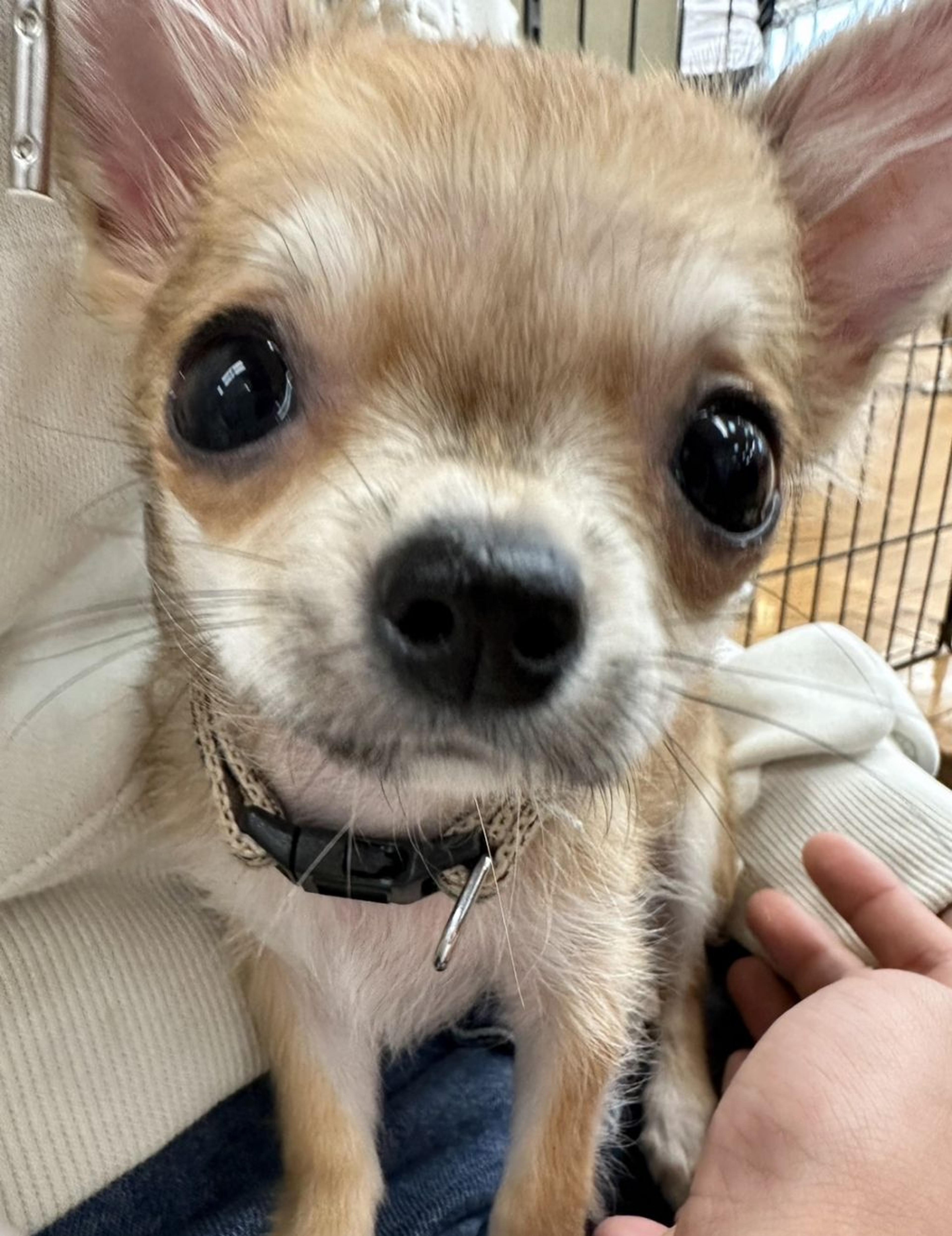 pet-image-4