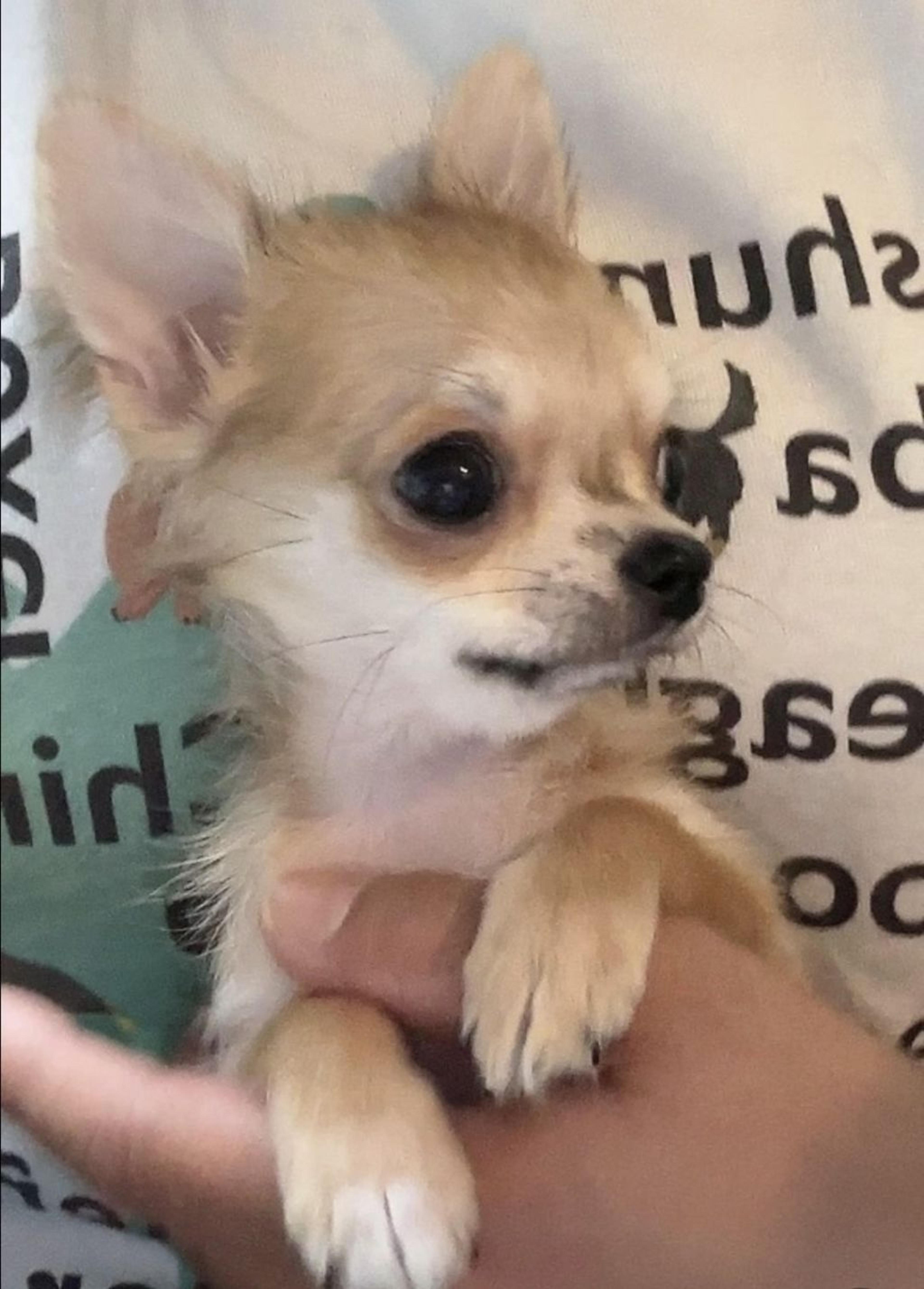pet-image-7