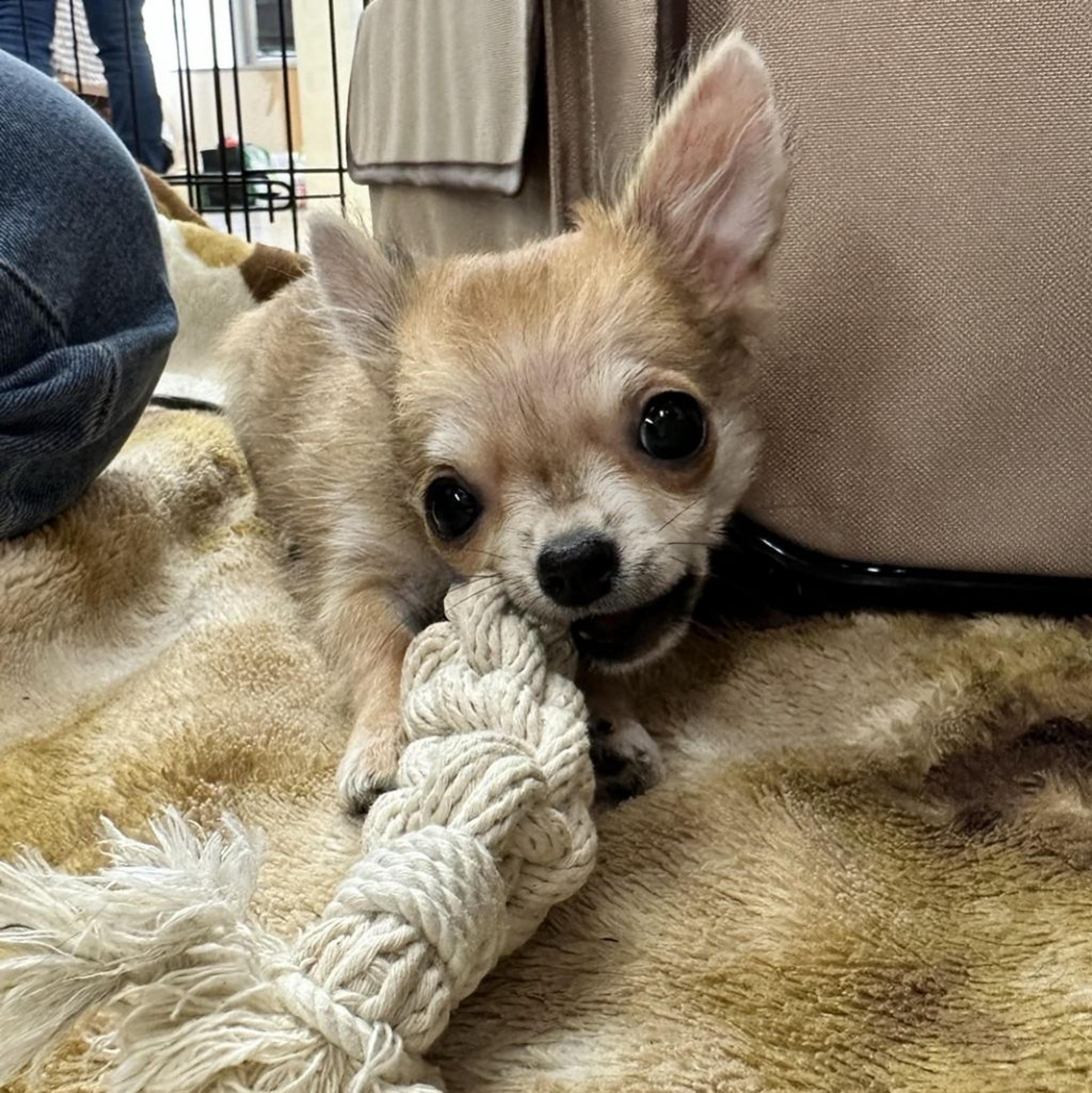 pet-image-8