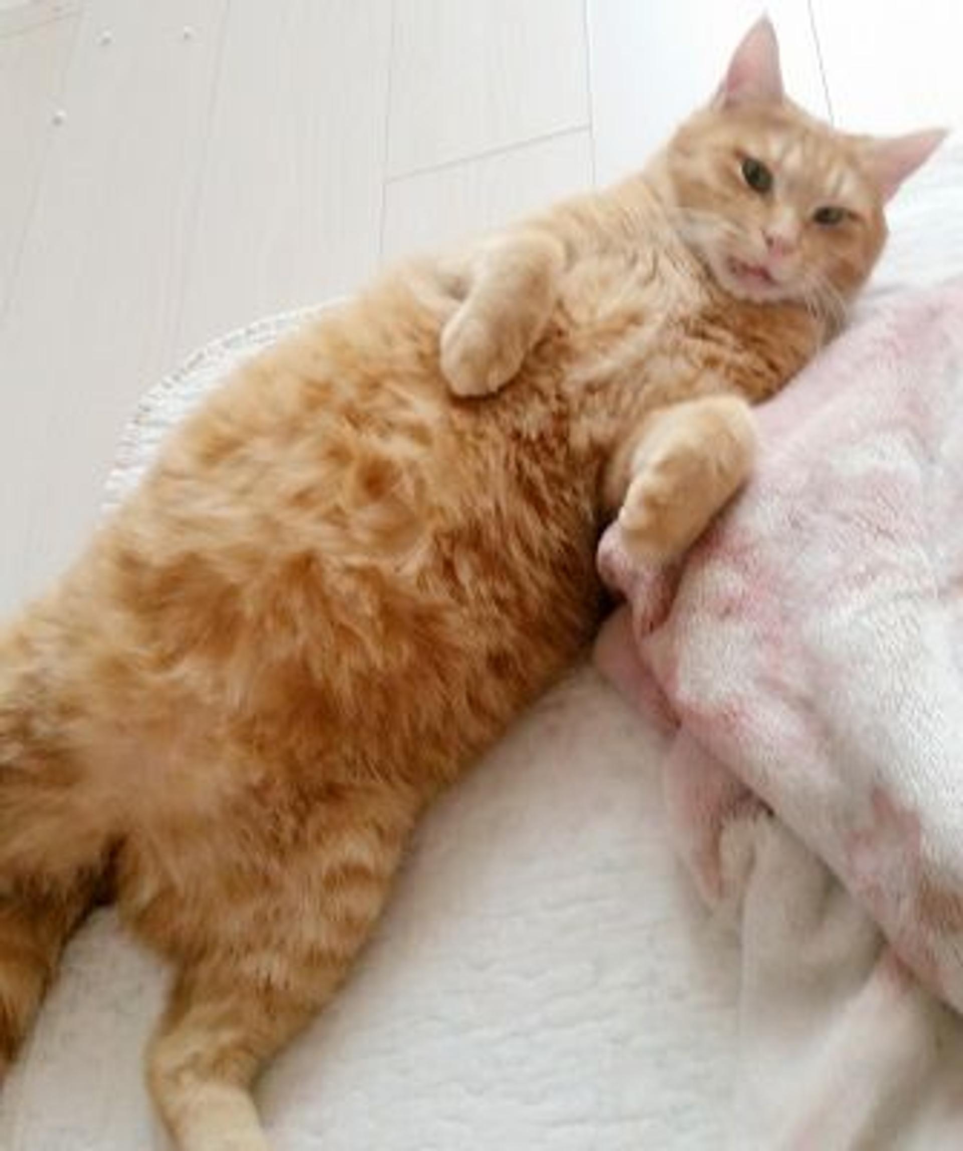 pet-image-4