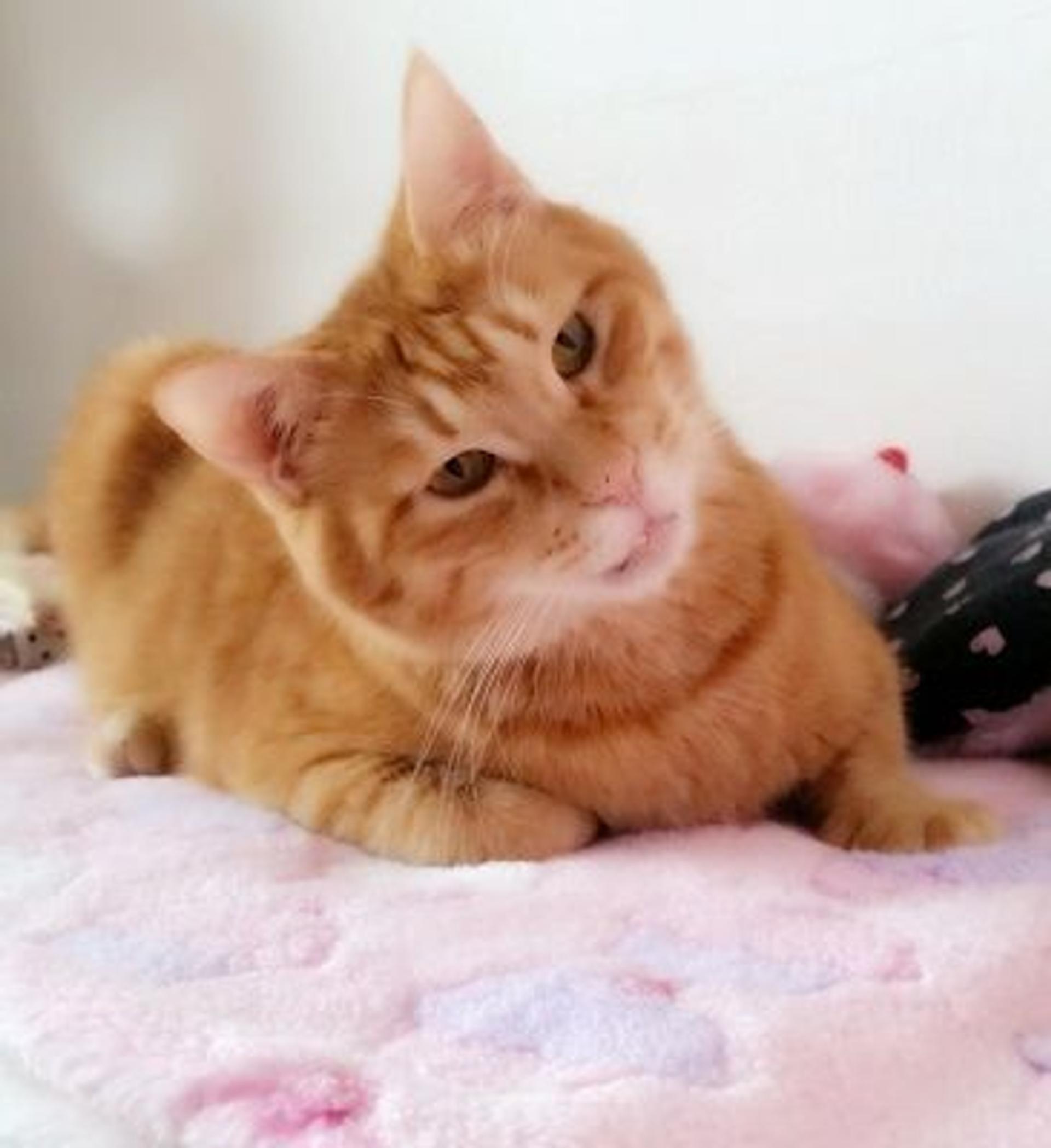 pet-image-6