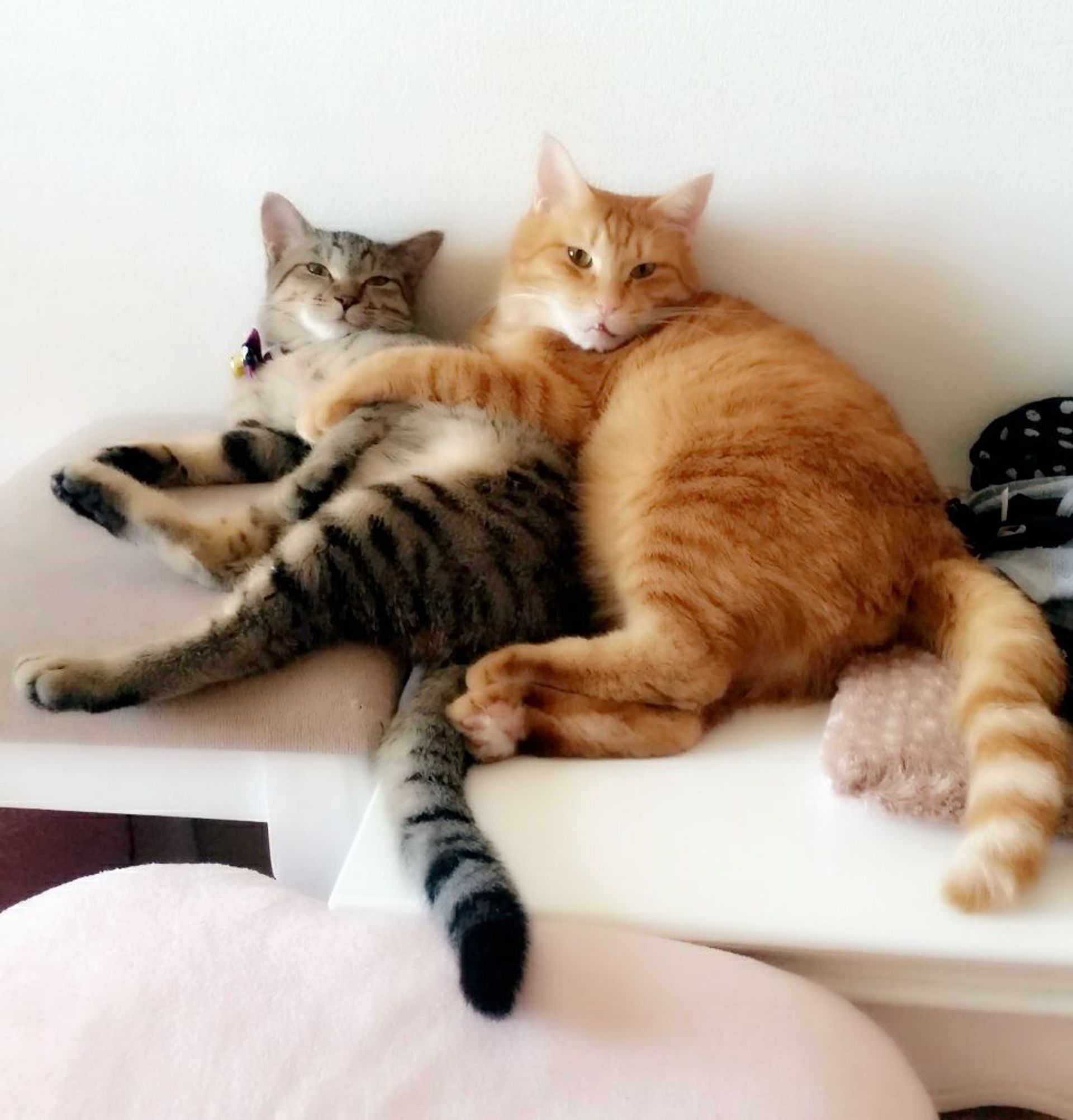 雑種（ミックス猫）・オスの里親募集の写真