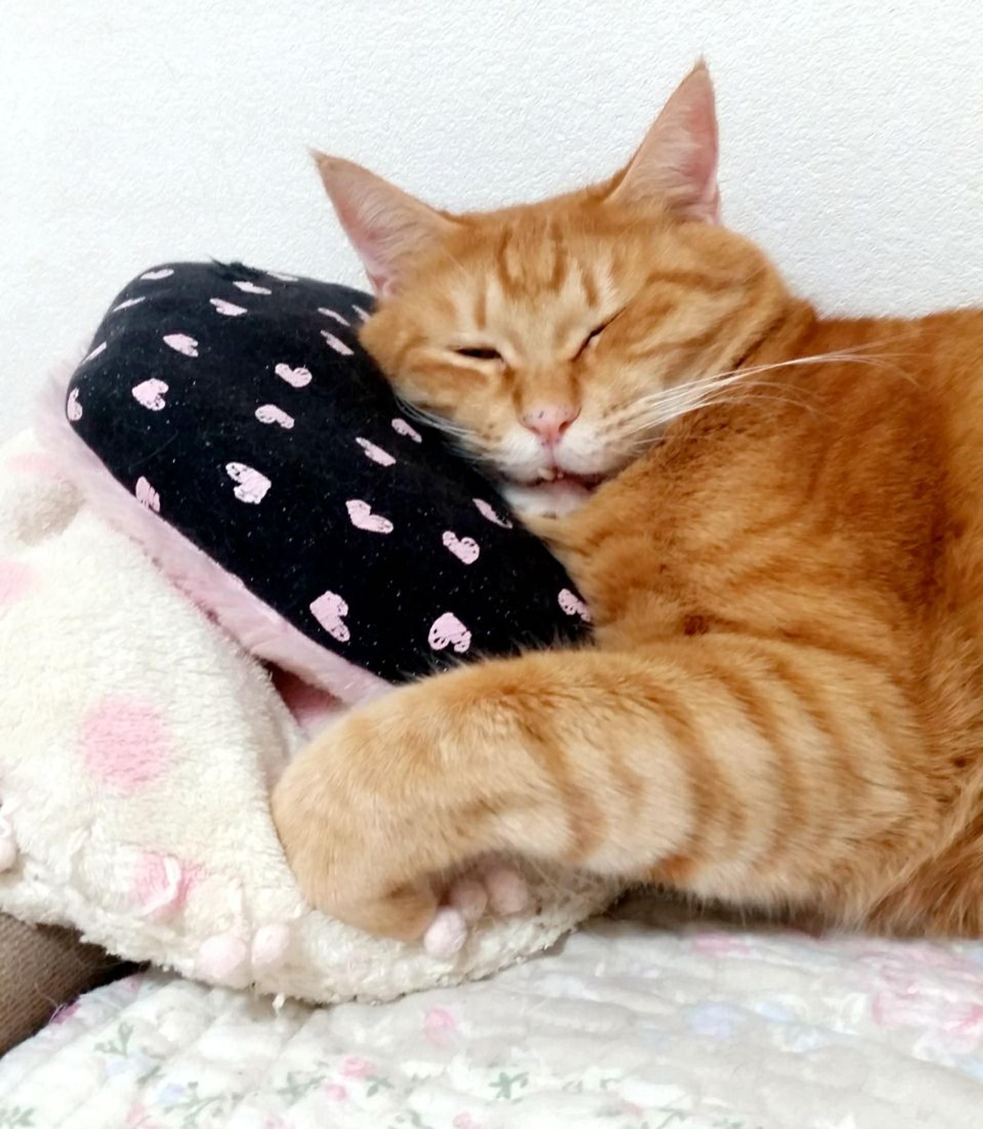 pet-image-3