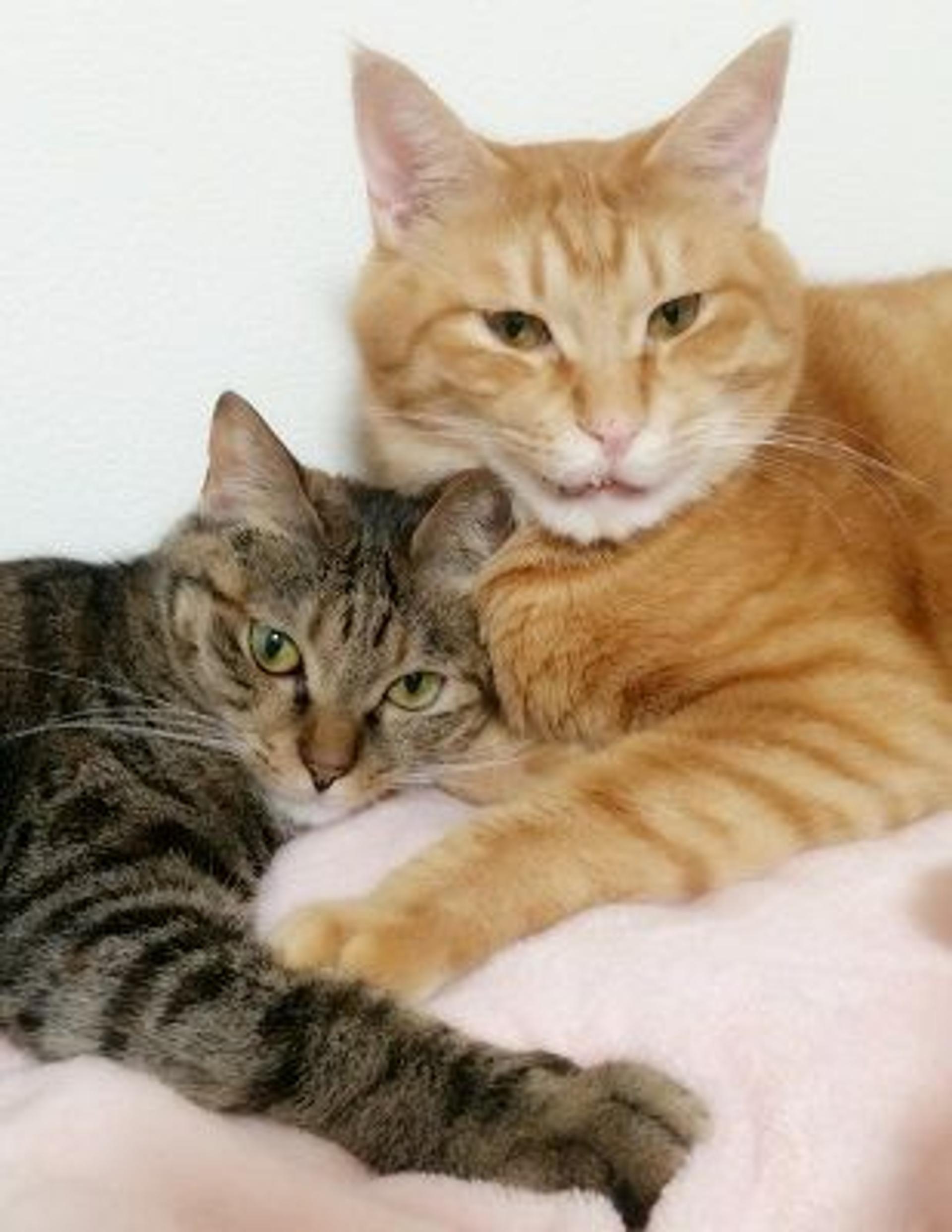 pet-image-5