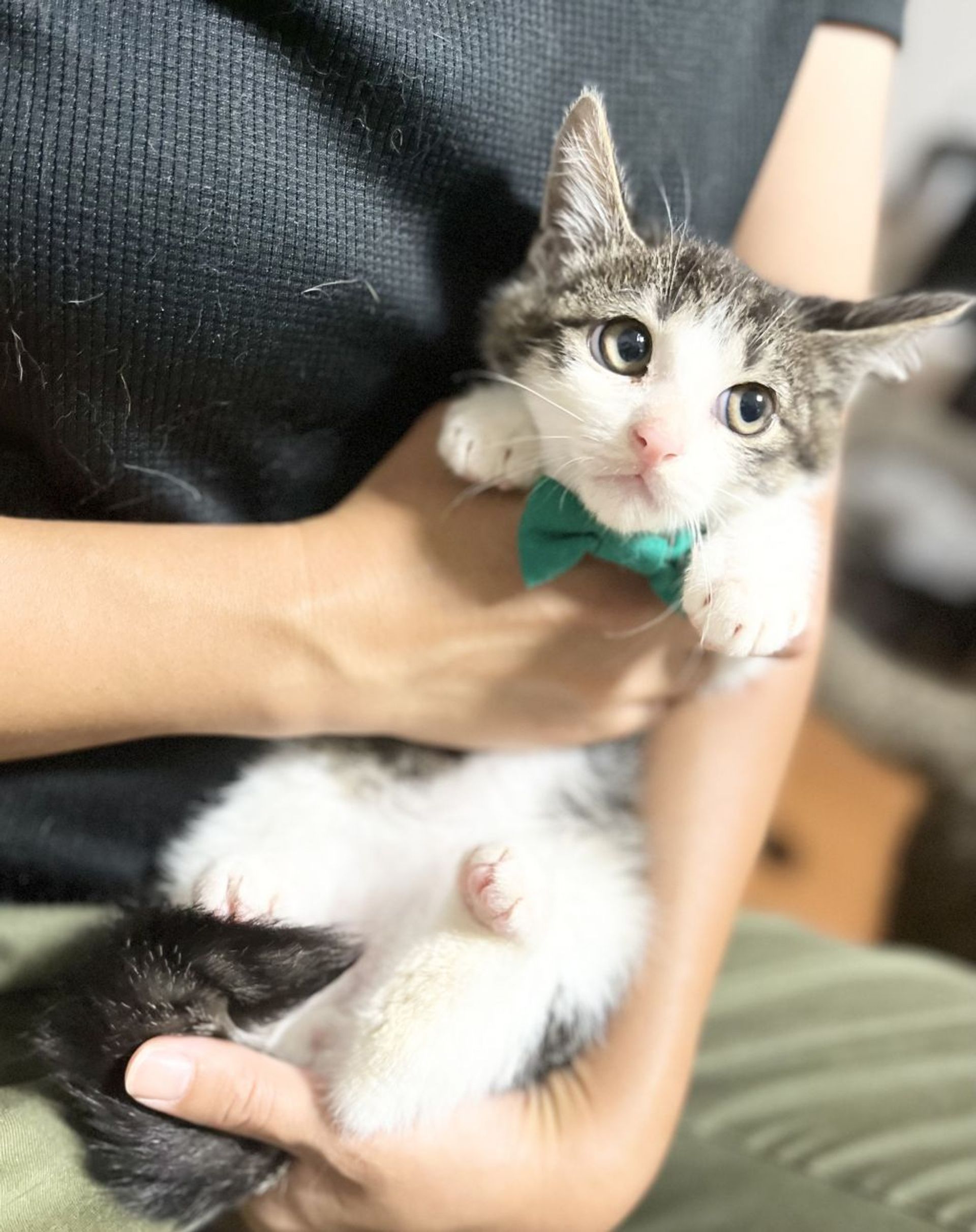 雑種（ミックス猫）・オスの里親募集の写真