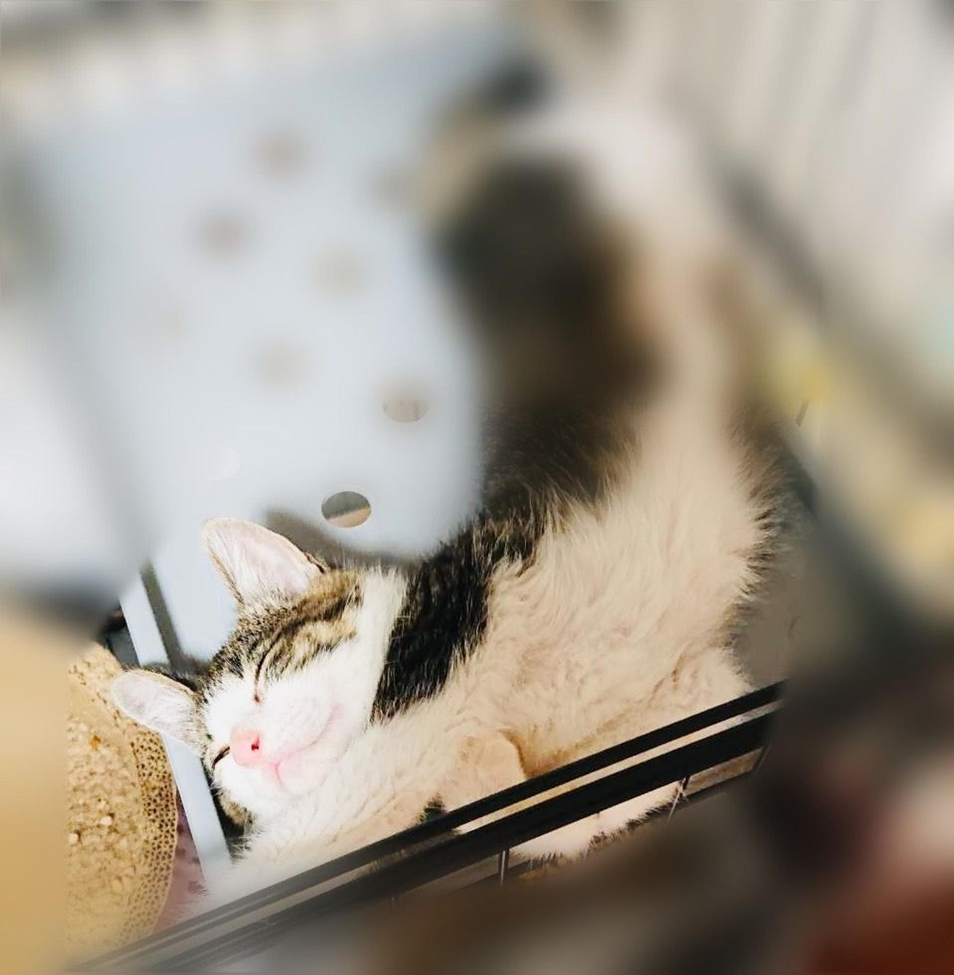 pet-image-3