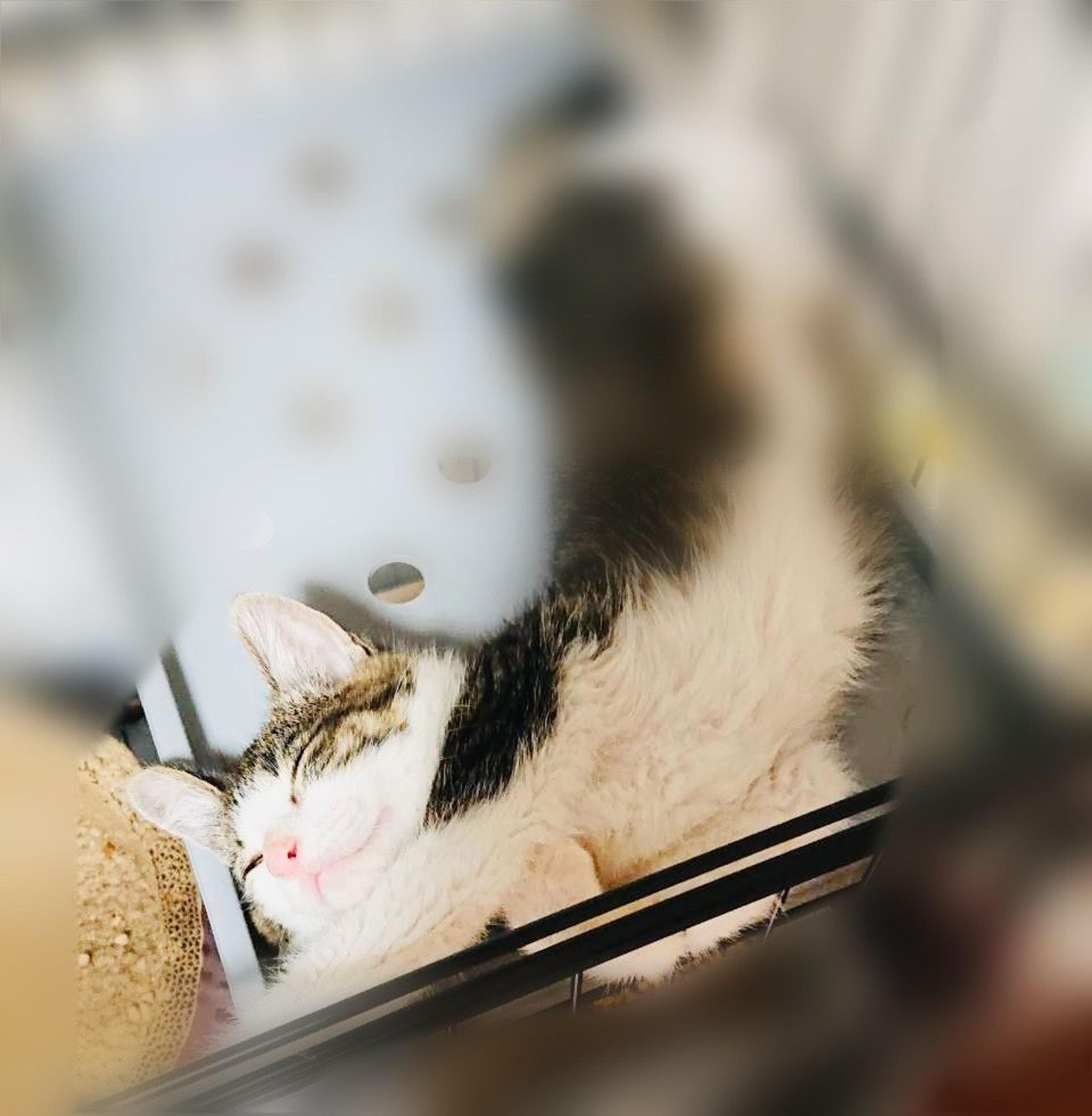 pet-image-3