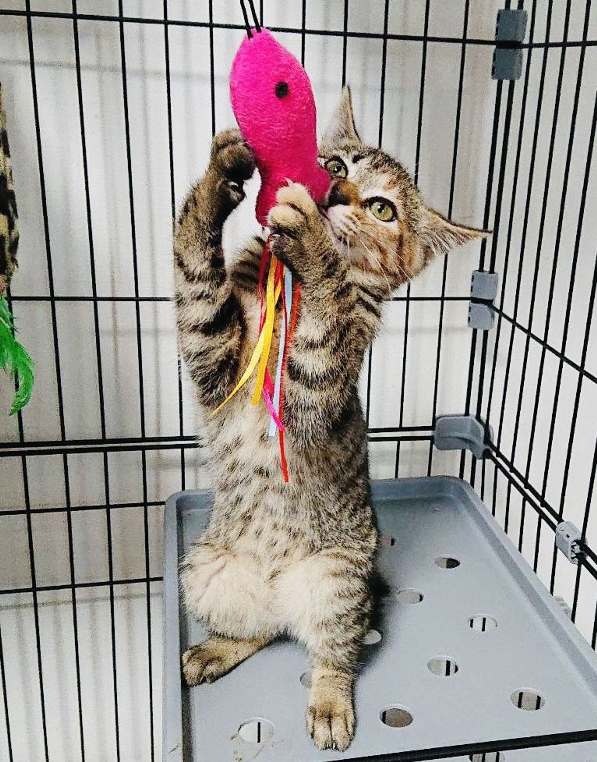 雑種（ミックス猫）・メスの里親募集の写真