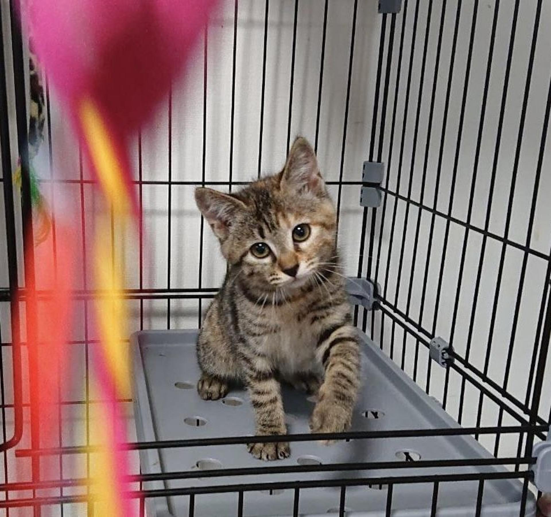 pet-image-3