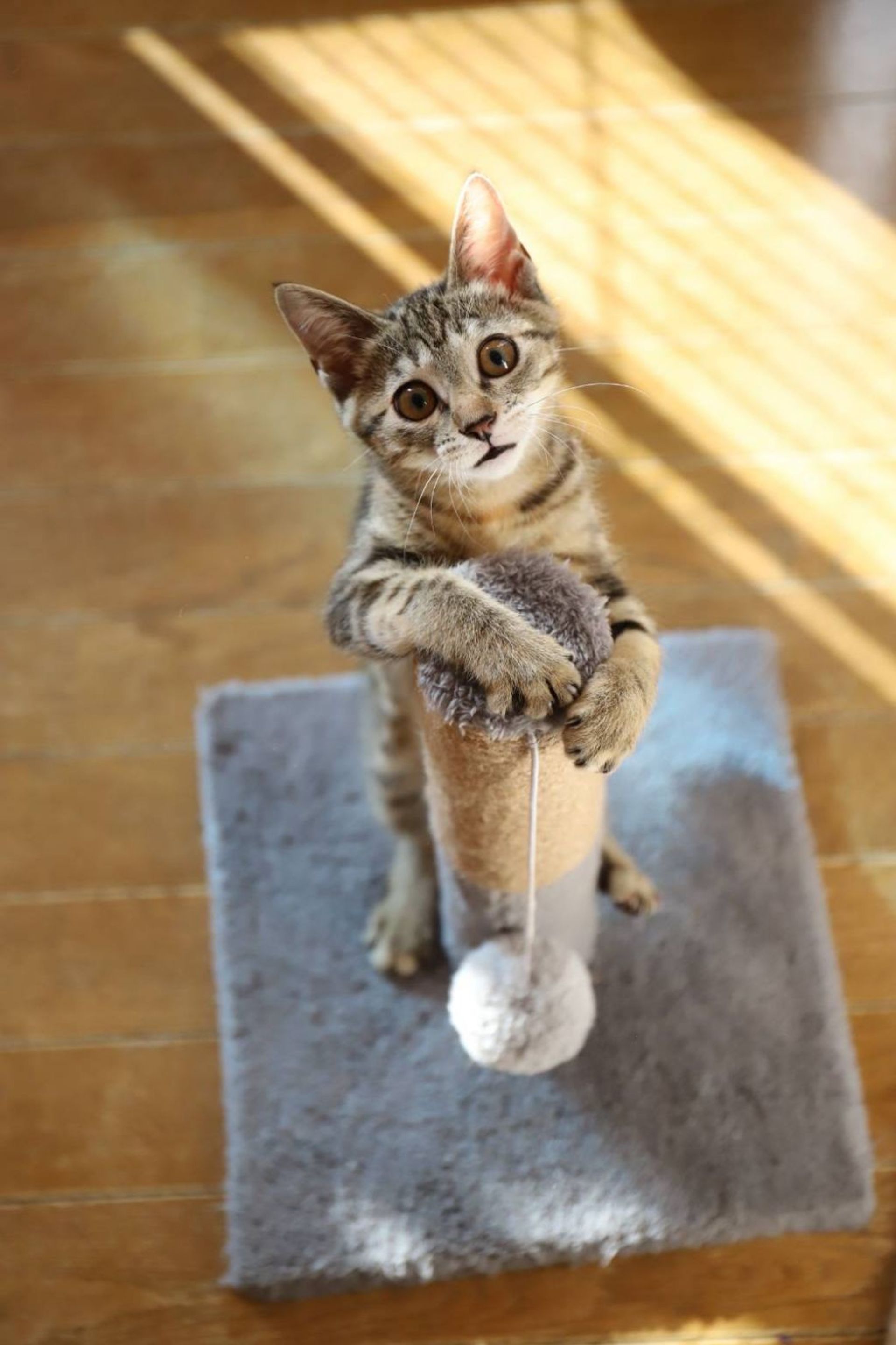 雑種（ミックス猫）・メスの里親募集の写真
