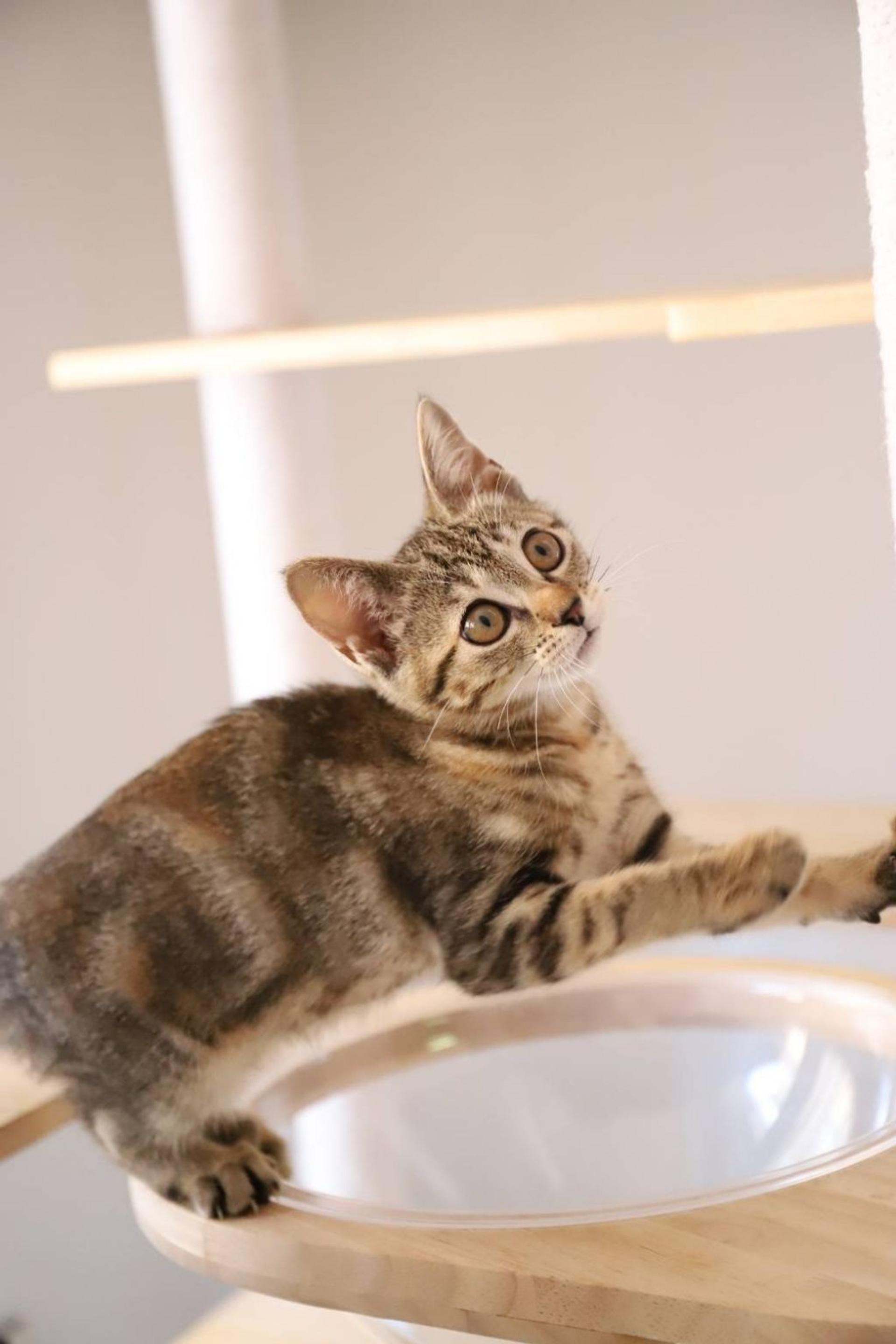 pet-image-3