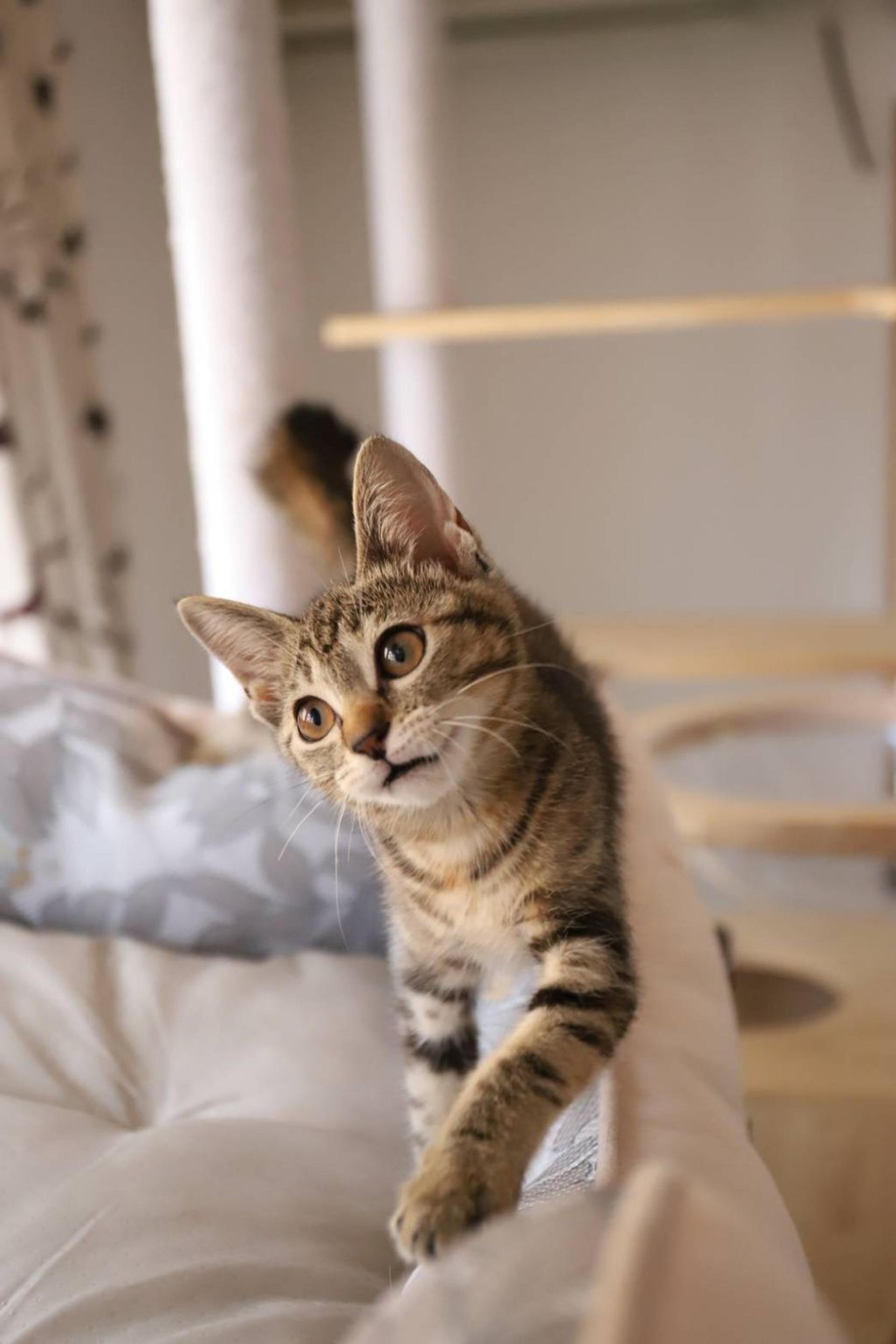 pet-image-4