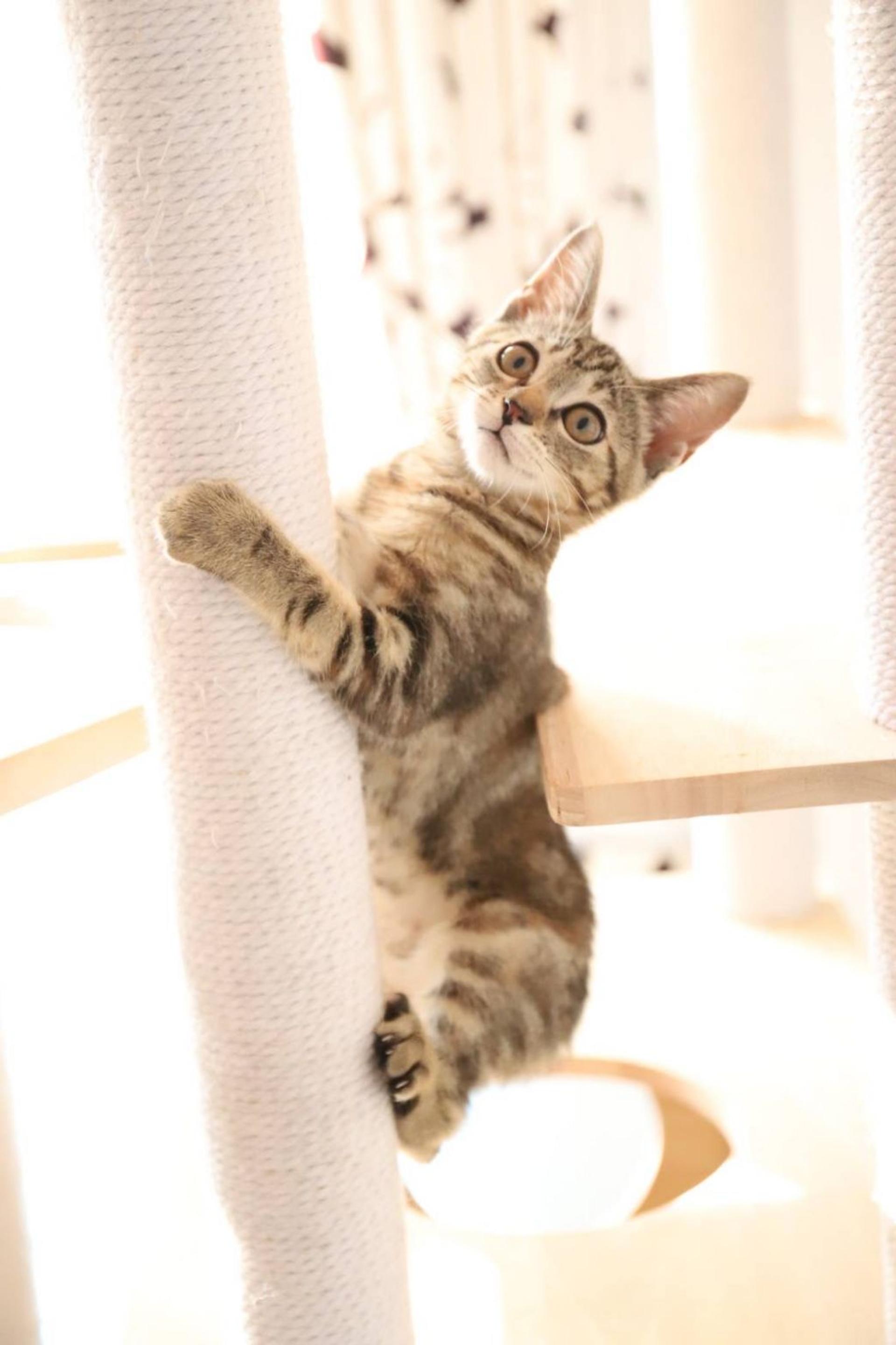 pet-image-5