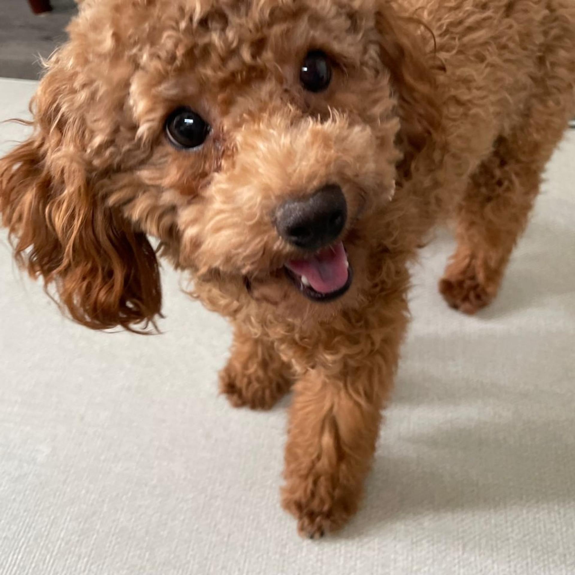 pet-image-3