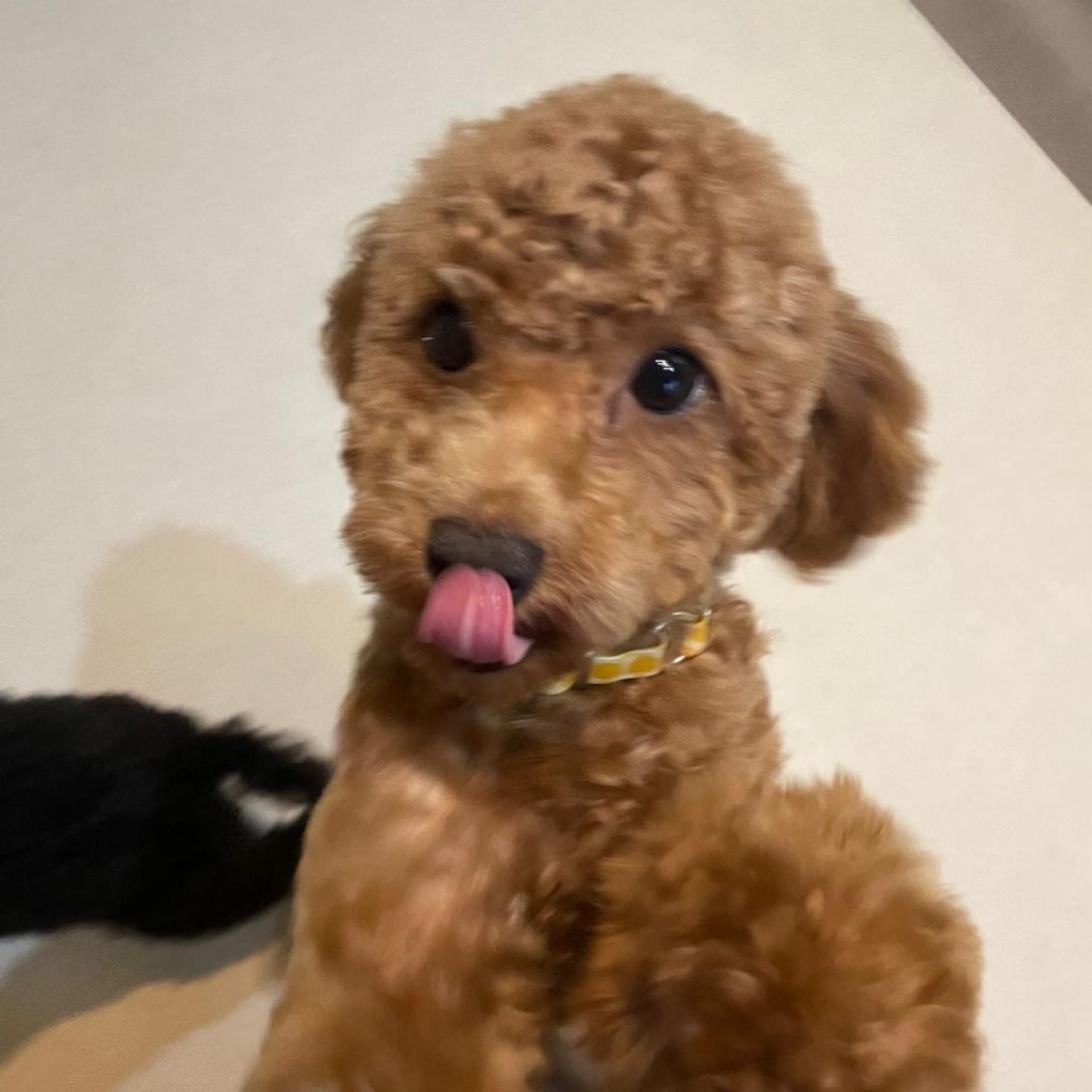 pet-image-4