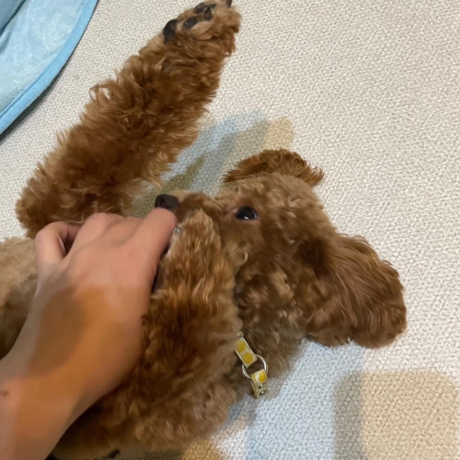 pet-image-7