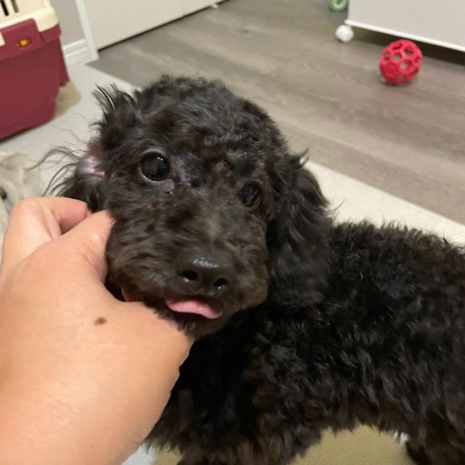 pet-image-3