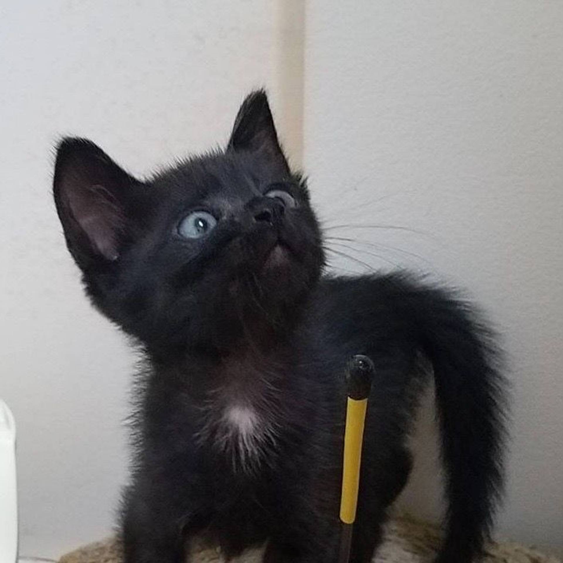 雑種（ミックス猫）・オスの里親募集の写真