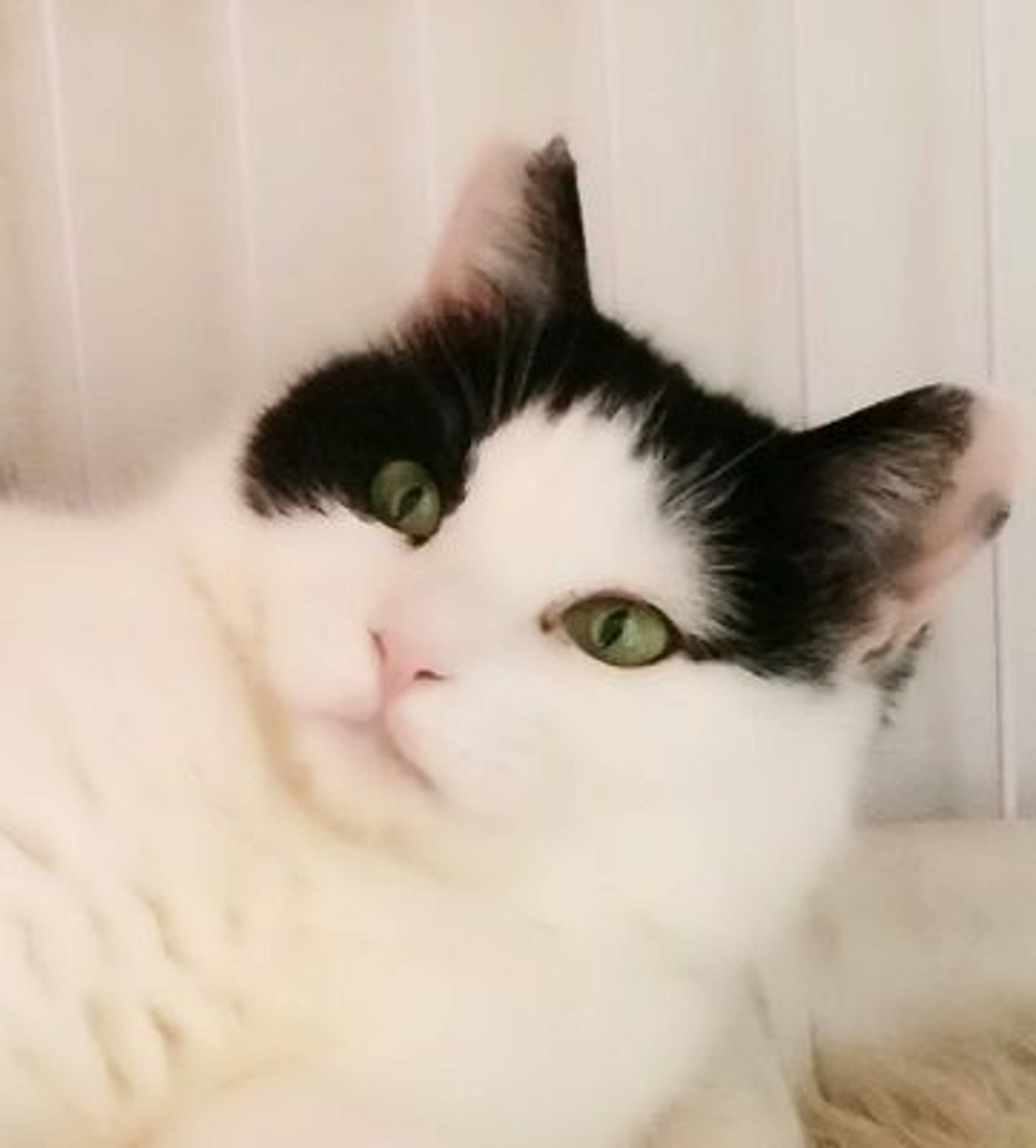 雑種（ミックス猫）・オスの里親募集の写真