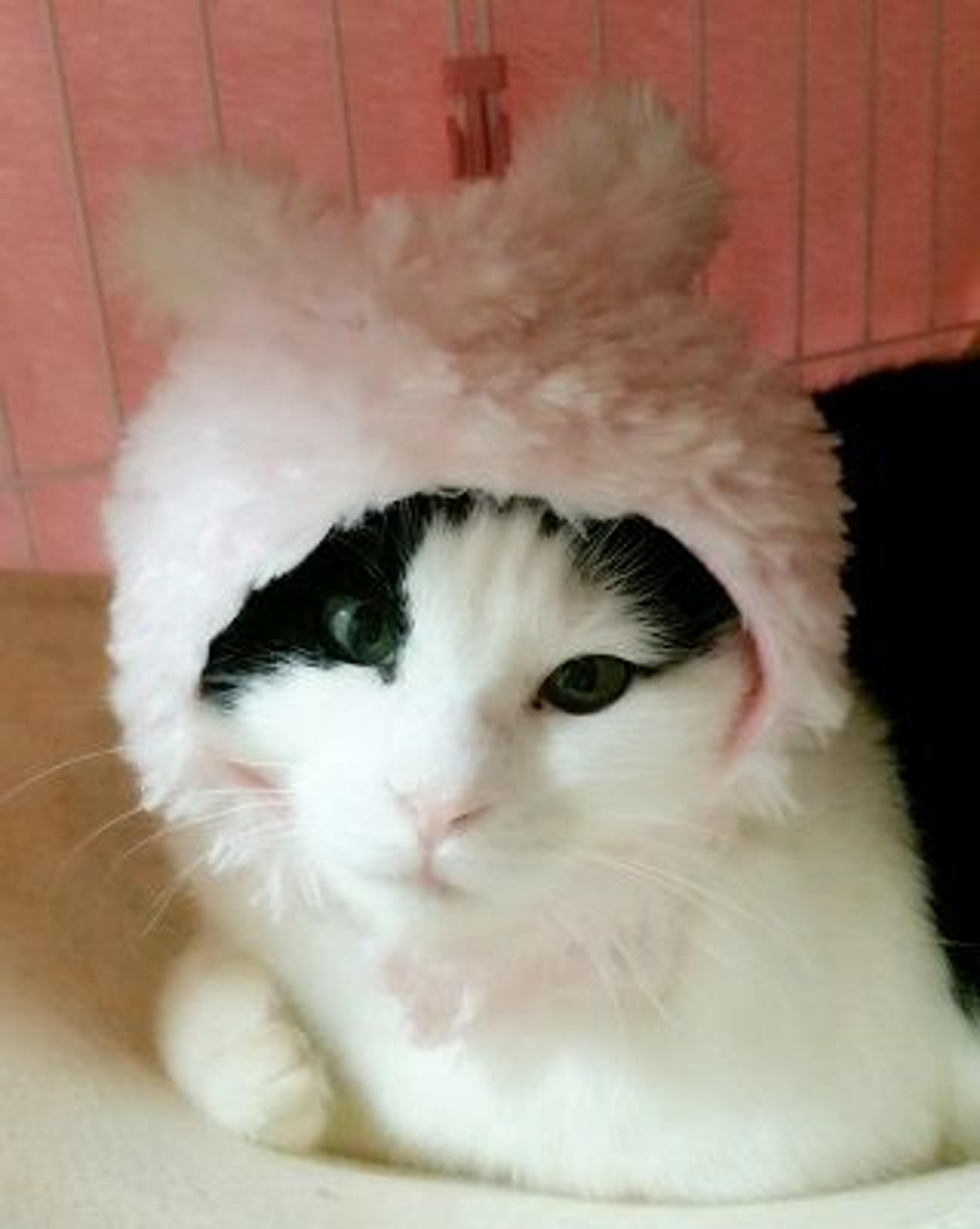 pet-image-2